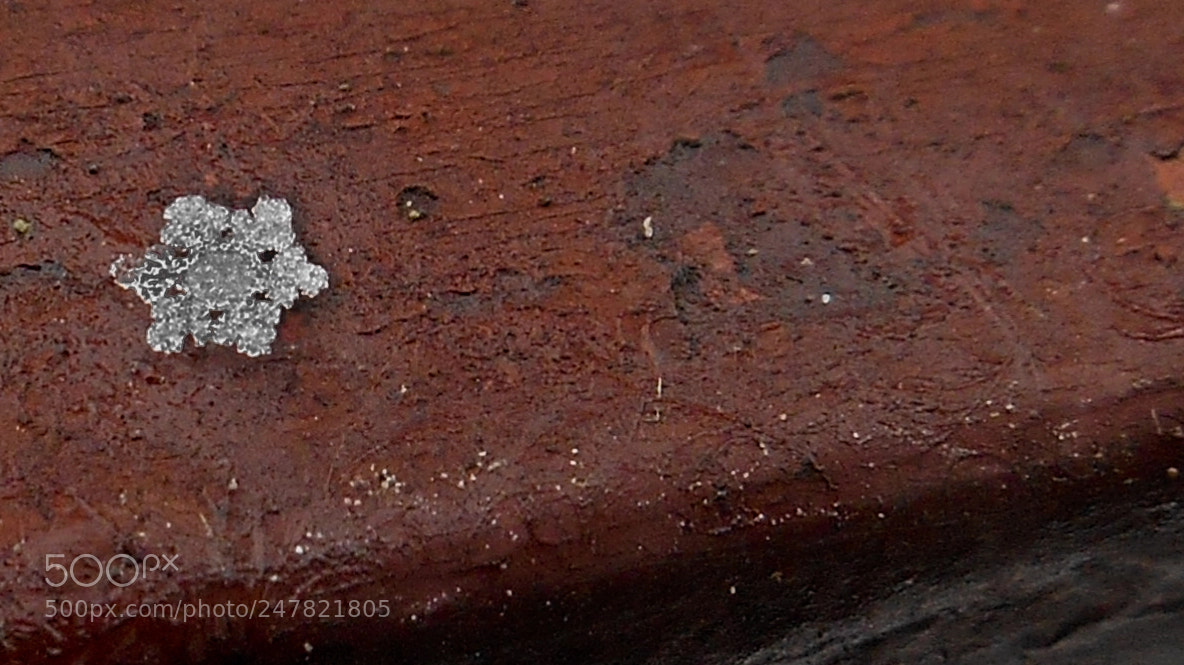 Nikon Coolpix S3500 sample photo. Fiocco photography