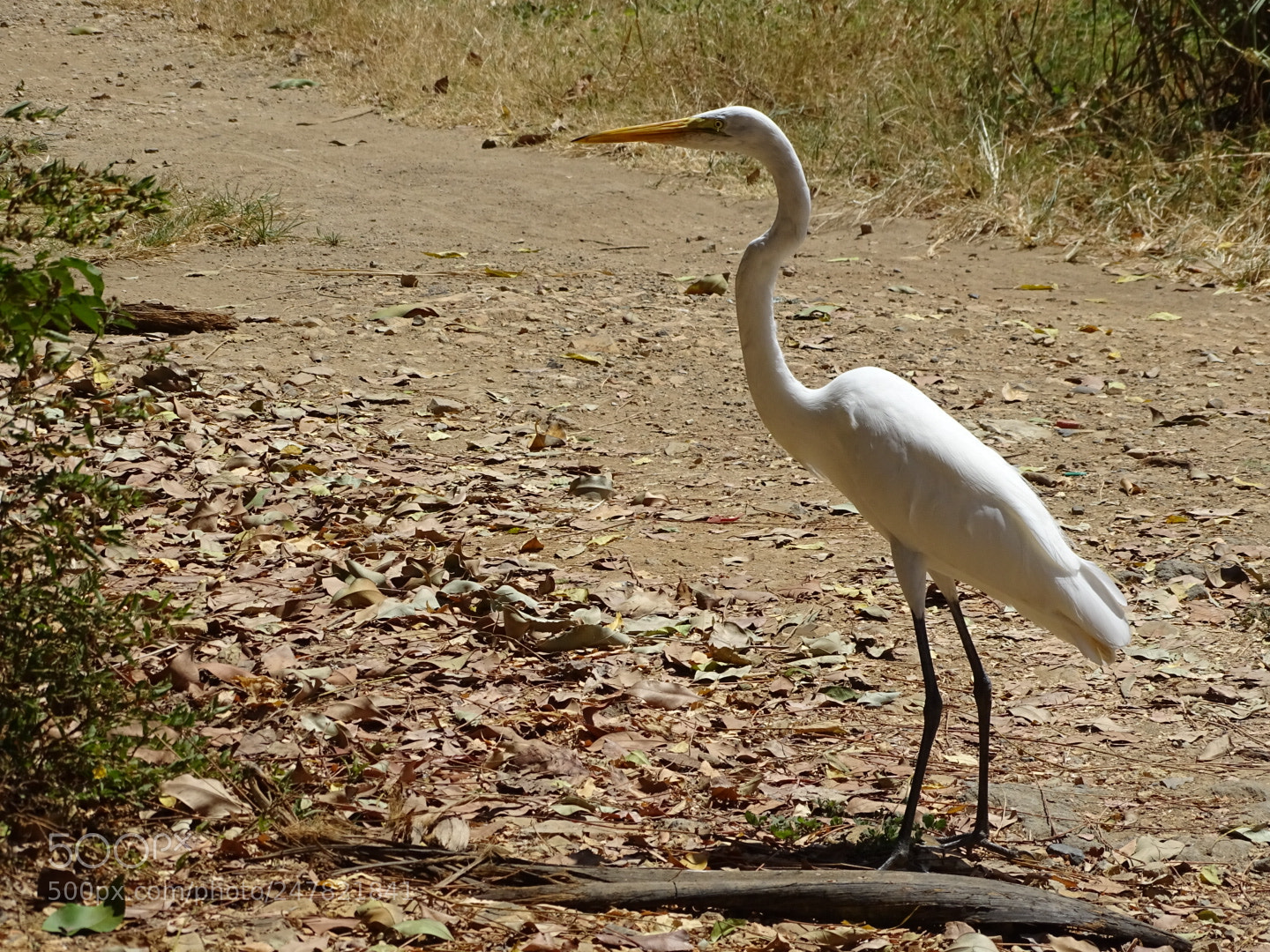 Sony Cyber-shot DSC-HX400V sample photo. Garza. photography