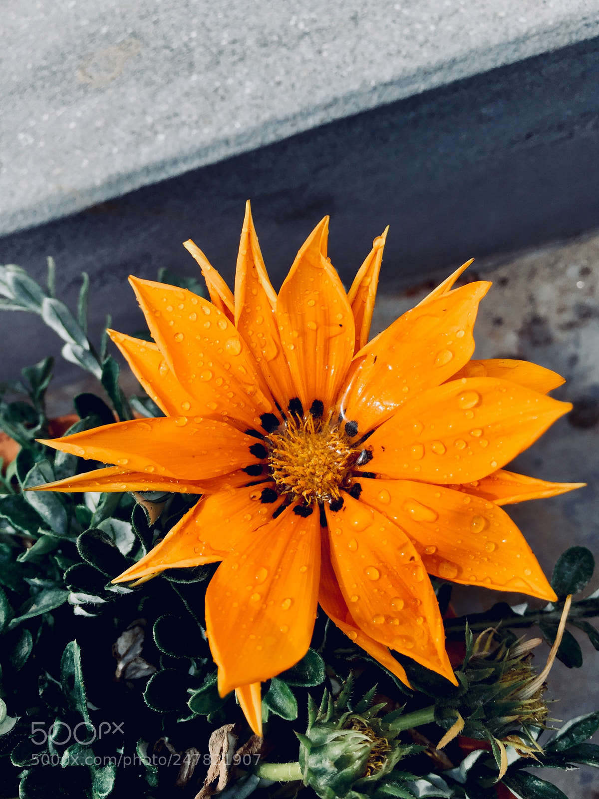 Apple iPhone 6 Plus sample photo. Untitled photography