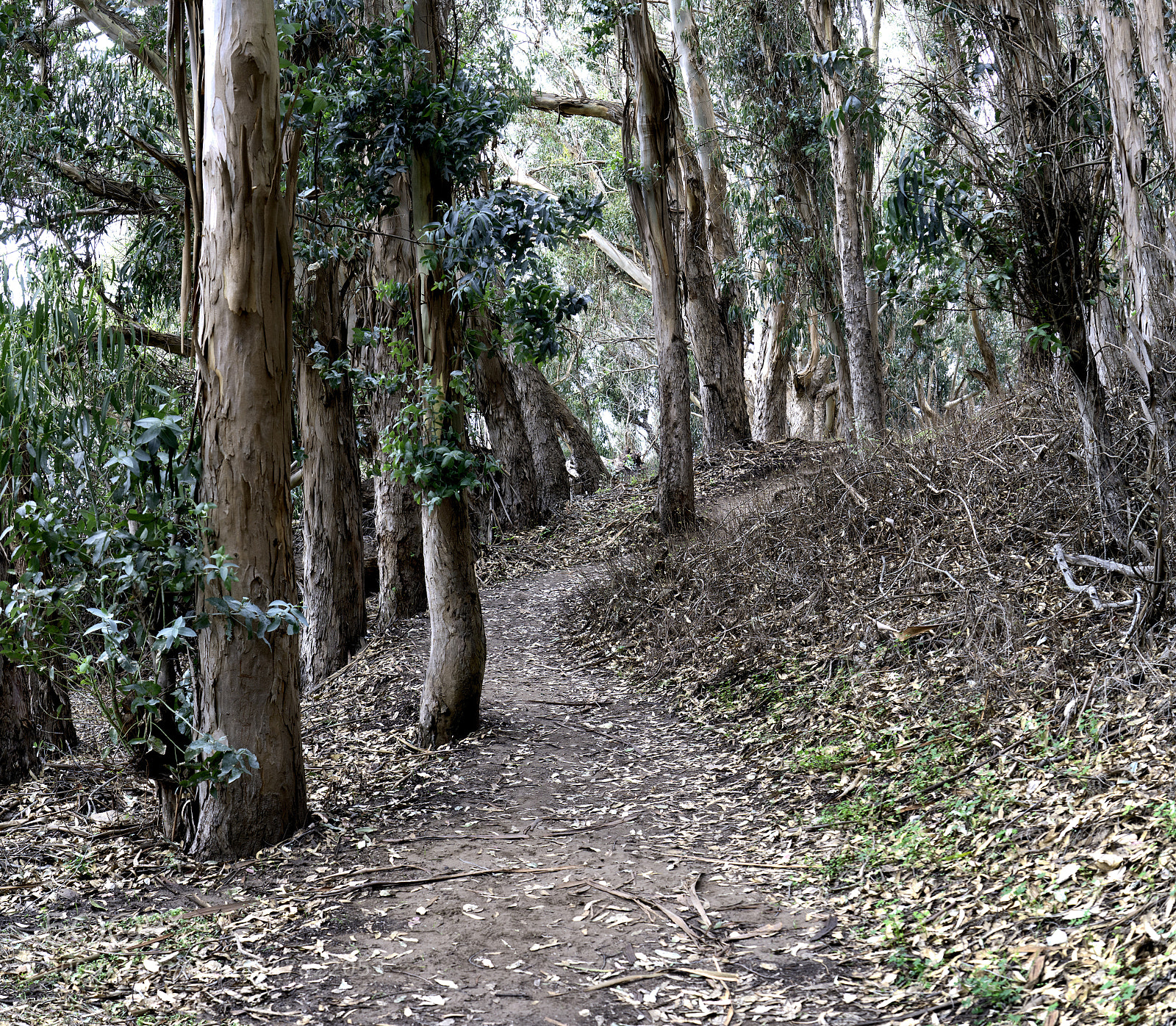 Sony a7R II sample photo. Hiking path photography