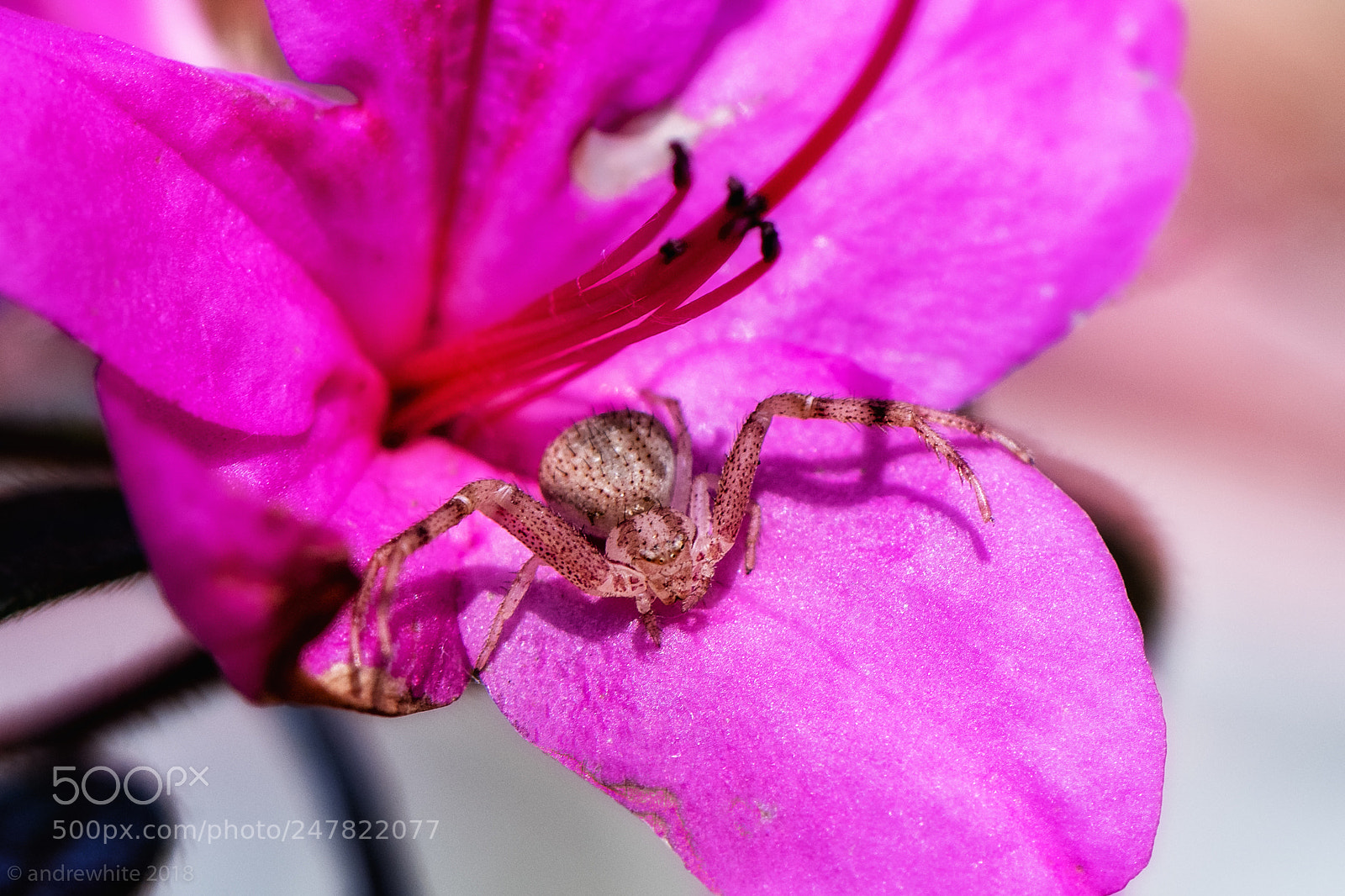 Nikon D850 sample photo. Welcome photography