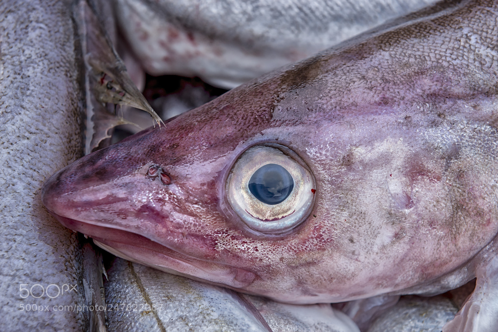 Nikon D800 sample photo. Peekaboo... photography