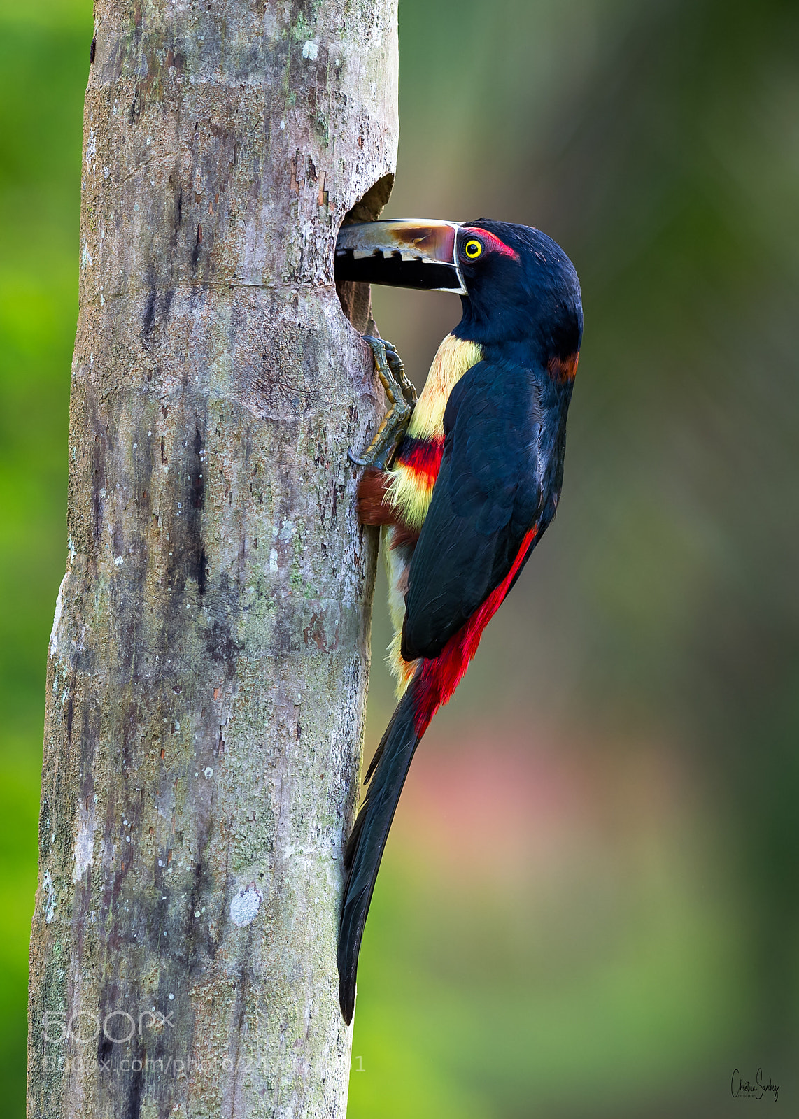Nikon D4 sample photo. Collared aracari photography