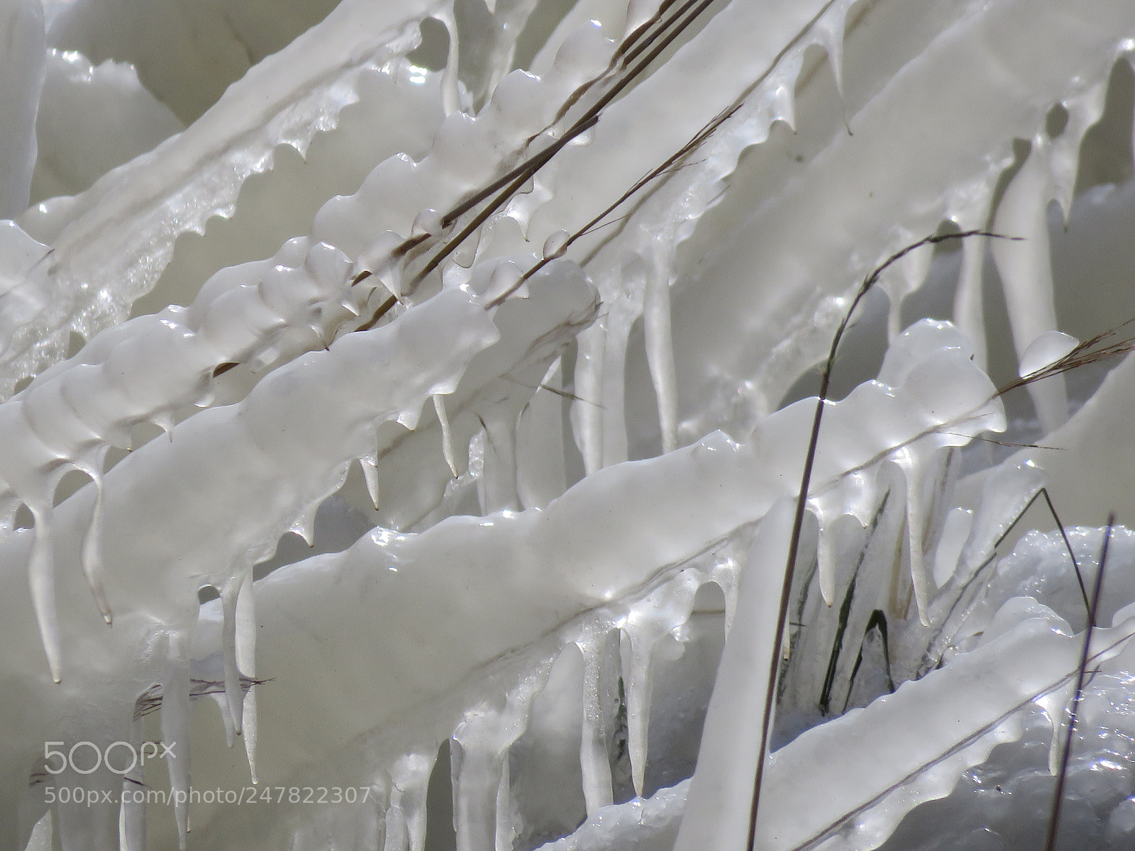 Canon PowerShot SX60 HS sample photo. Frozen plants photography