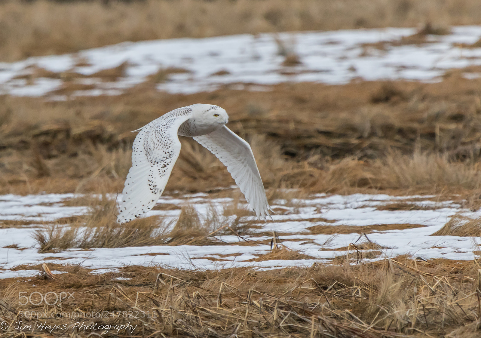 Canon EOS 7D Mark II sample photo. Snowy owl field photography