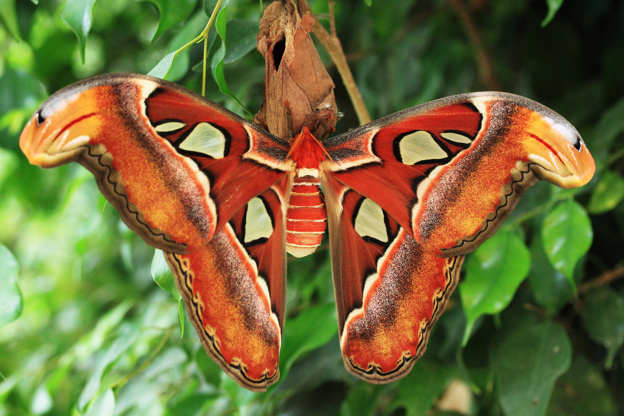 Canon EF-S 60mm F2.8 Macro USM sample photo. Butterfly exotique 1 photography