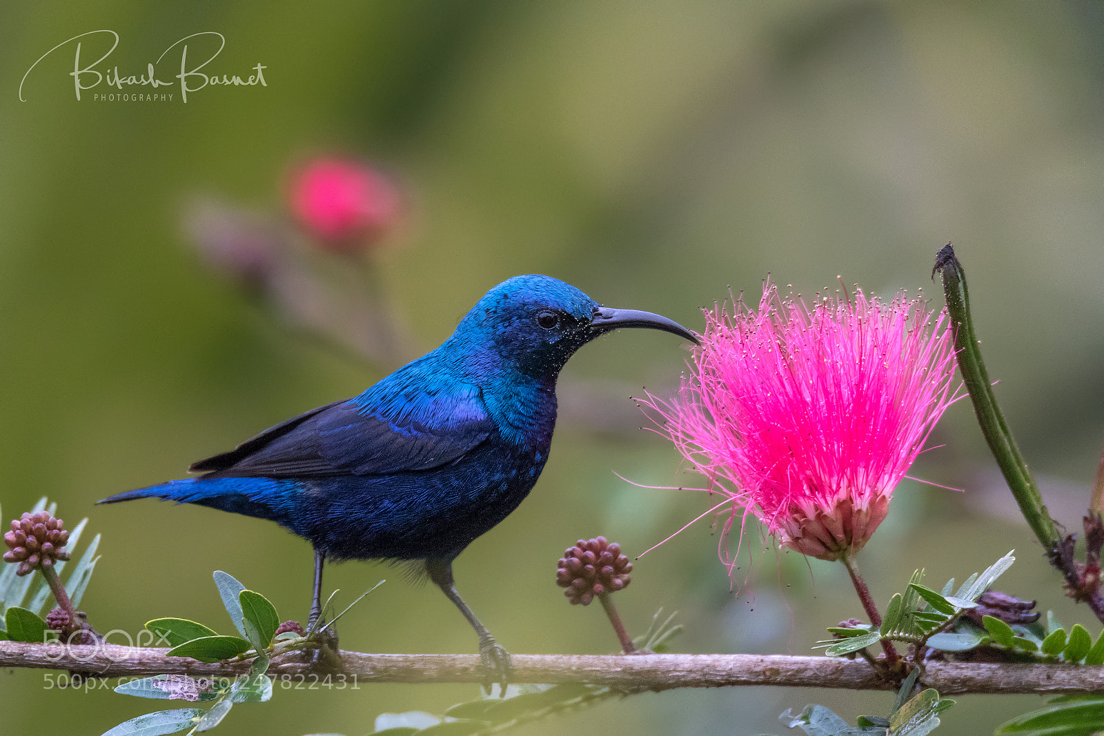 Canon EOS 7D Mark II sample photo. Purple sunbird photography