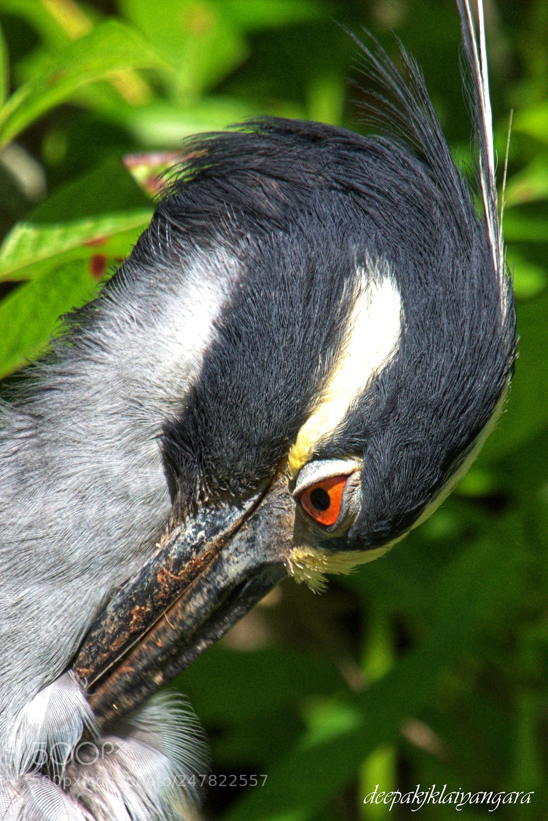Pentax K-S2 sample photo. Yellow crowned night heron photography