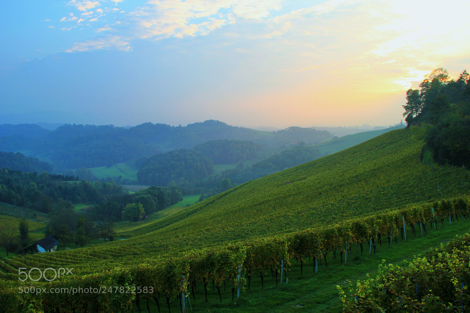 Canon EOS 550D (EOS Rebel T2i / EOS Kiss X4) sample photo. Vineyards in steiermark photography