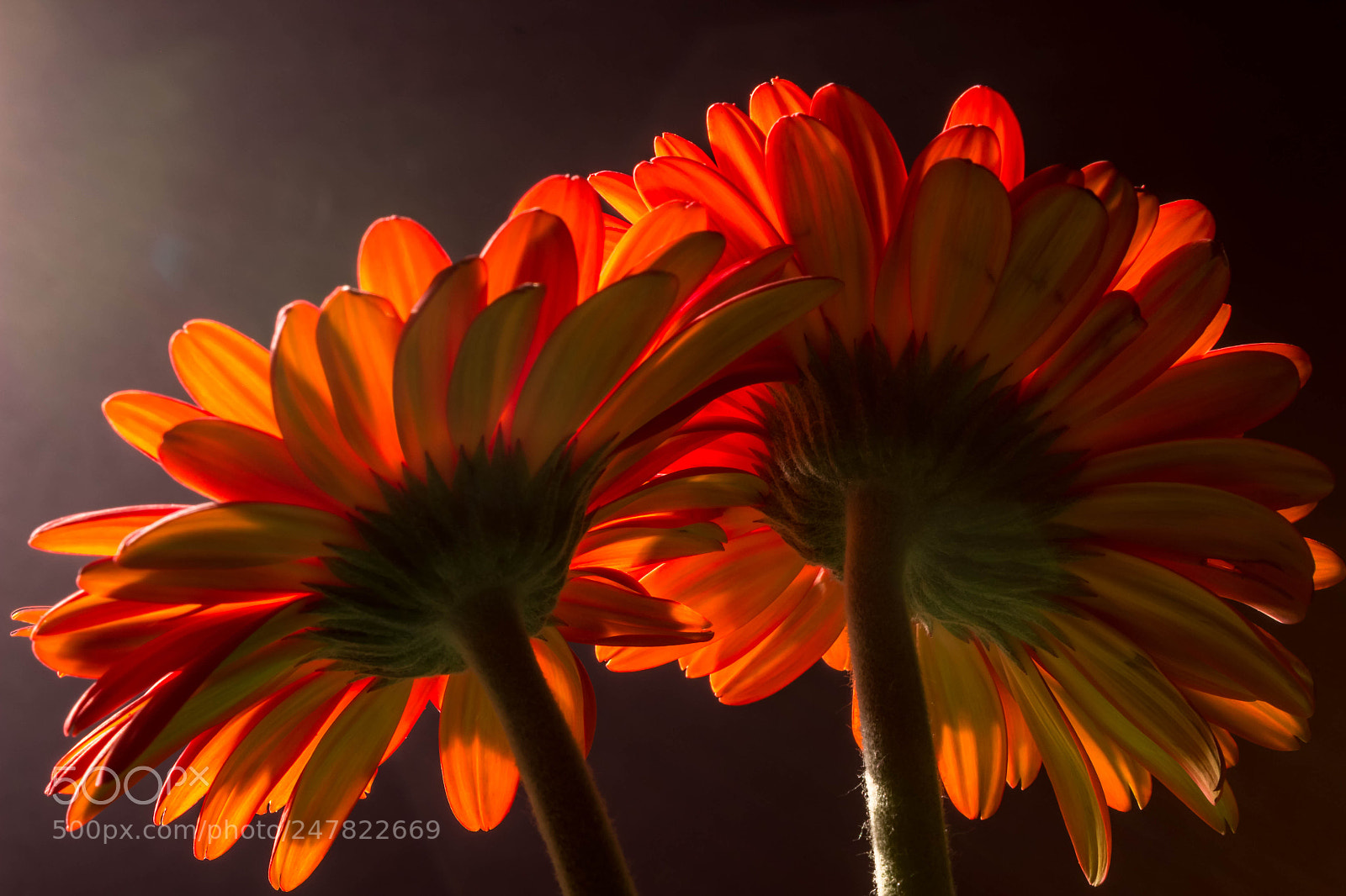 Canon EOS 600D (Rebel EOS T3i / EOS Kiss X5) sample photo. Gerbera jamesonii photography