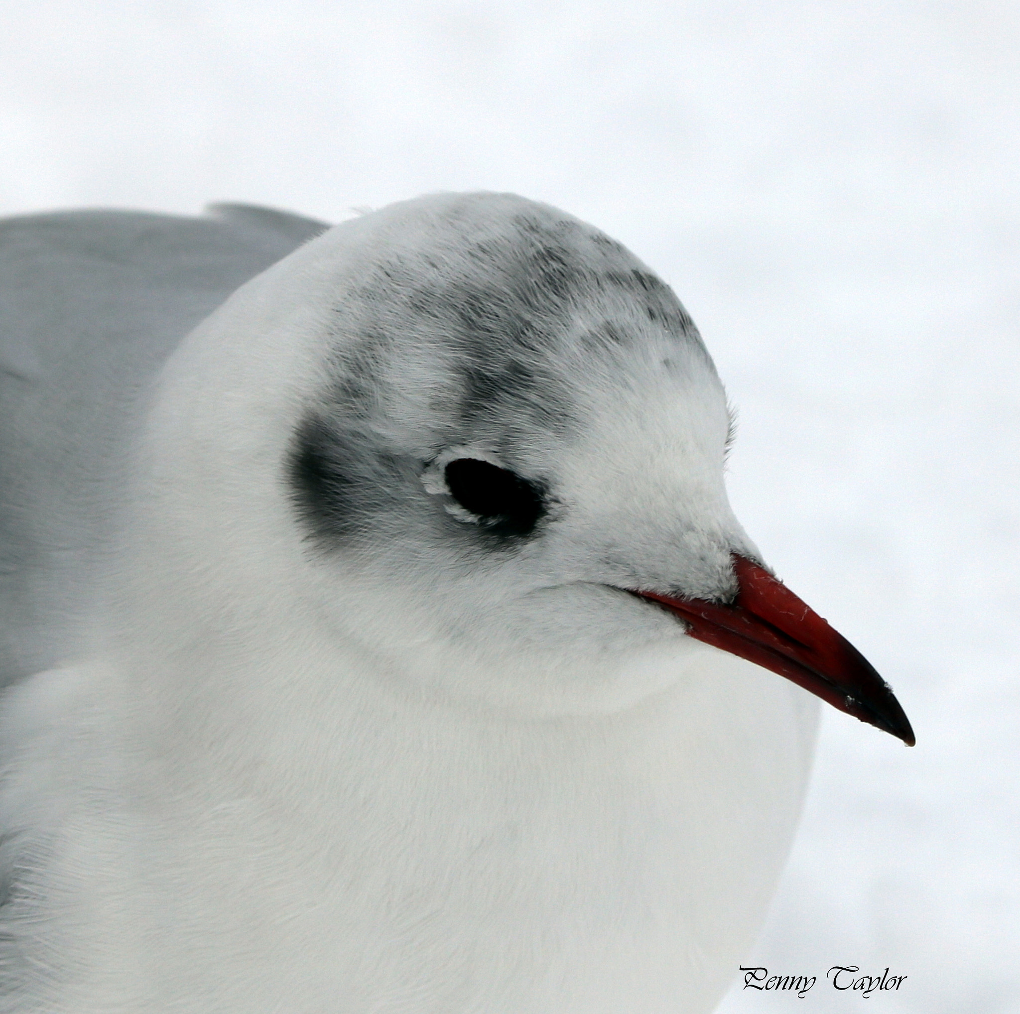 Canon EF 70-300 F4-5.6 IS II USM sample photo. Black headed gull photography