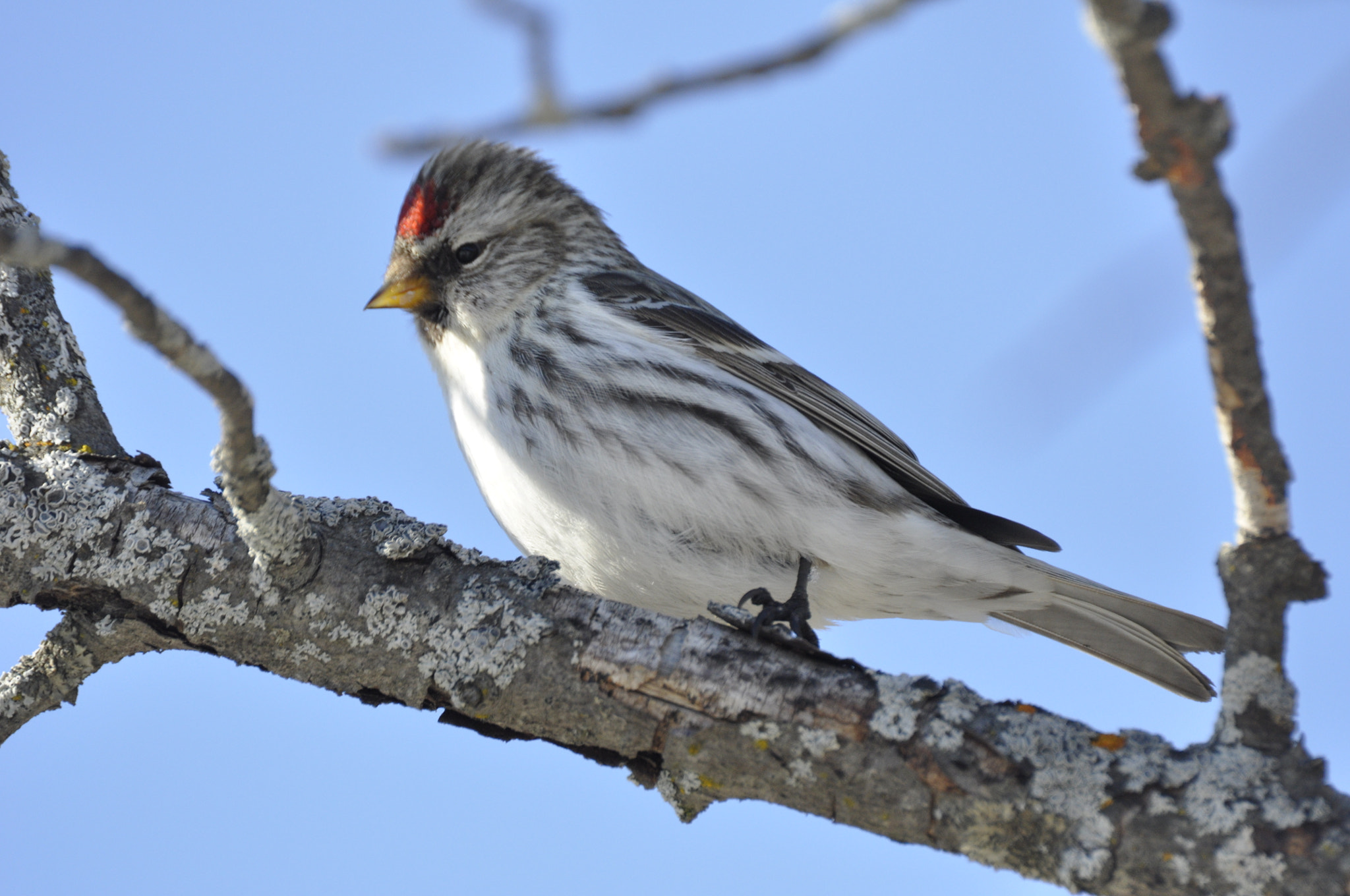 Sigma APO 170-500mm F5-6.3 Aspherical RF sample photo. Redpoll photography