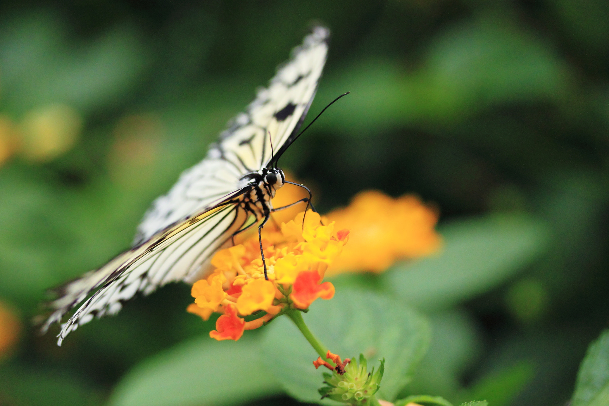 Canon EF-S 60mm F2.8 Macro USM sample photo. Butterfly exotique 2 photography