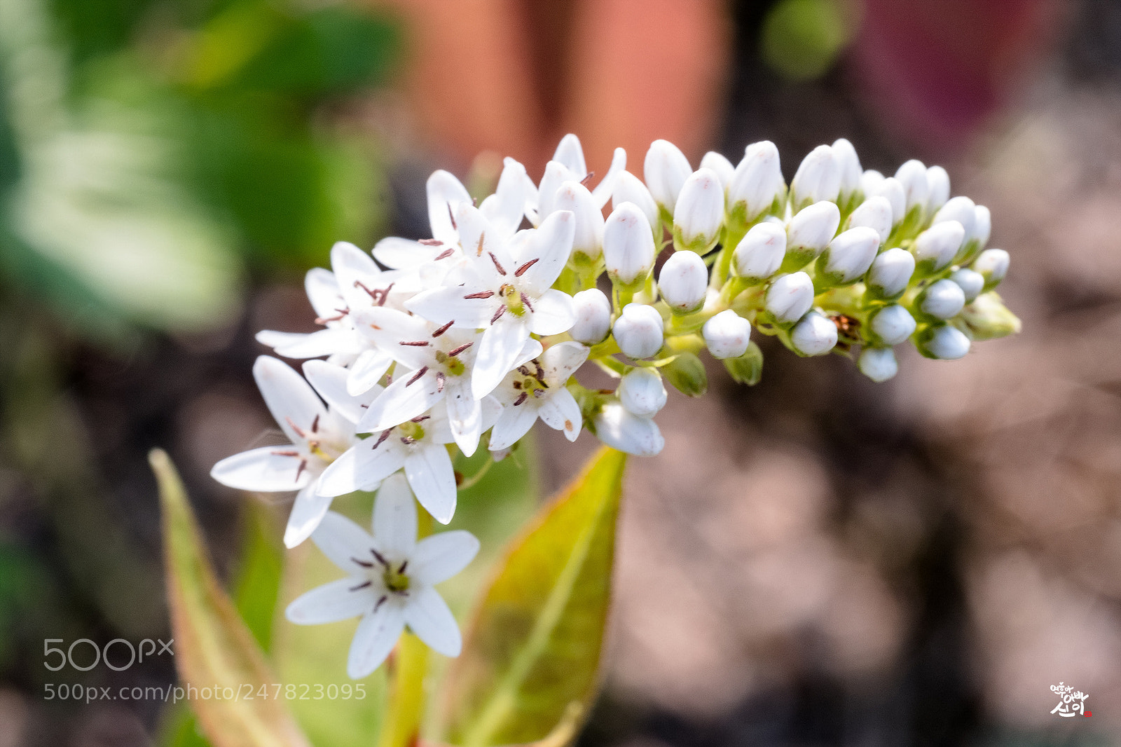 Fujifilm X-T2 sample photo. Heavyspike-loosestrife photography