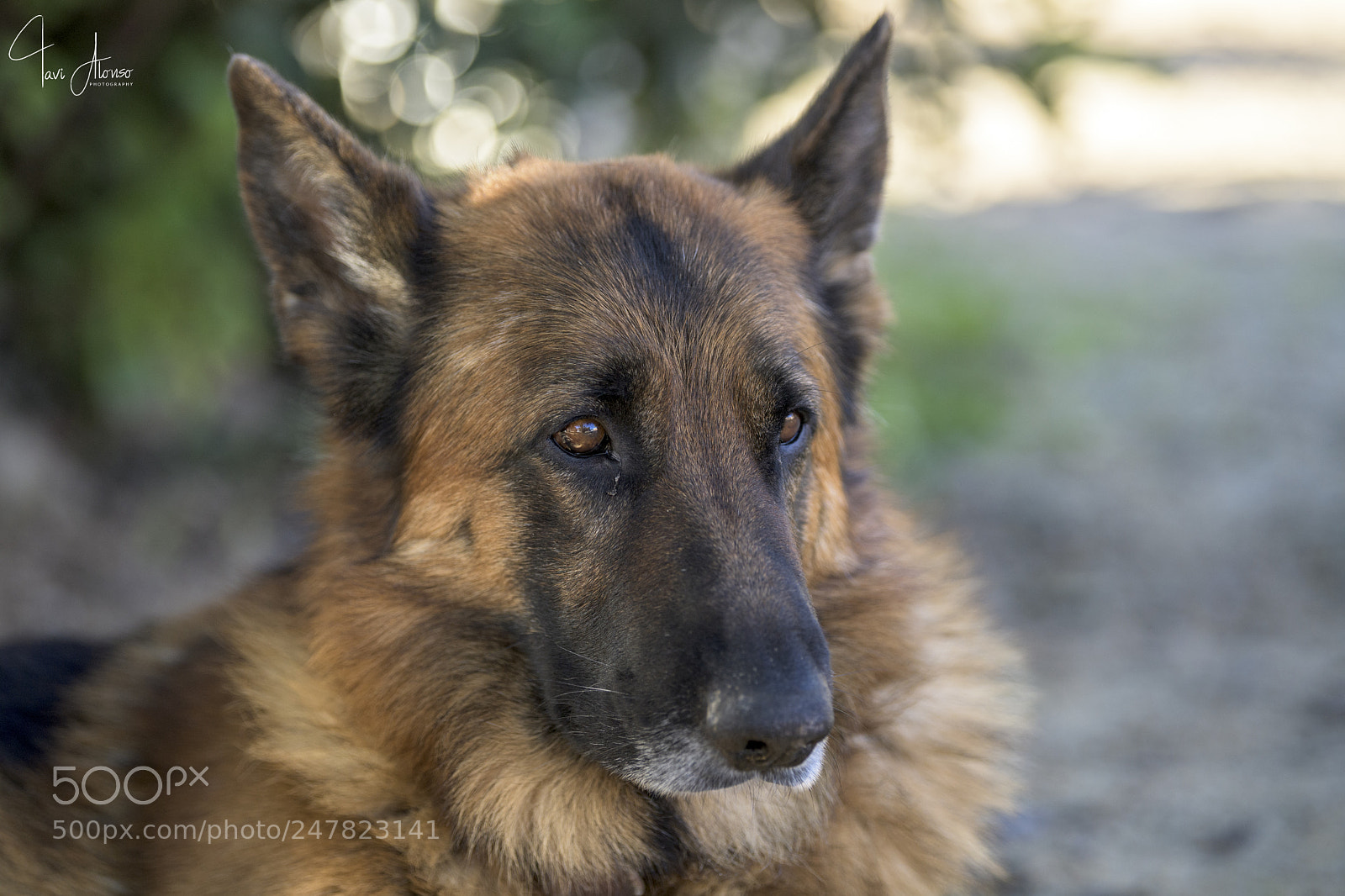 Nikon D5 sample photo. Wooof wooof! photography