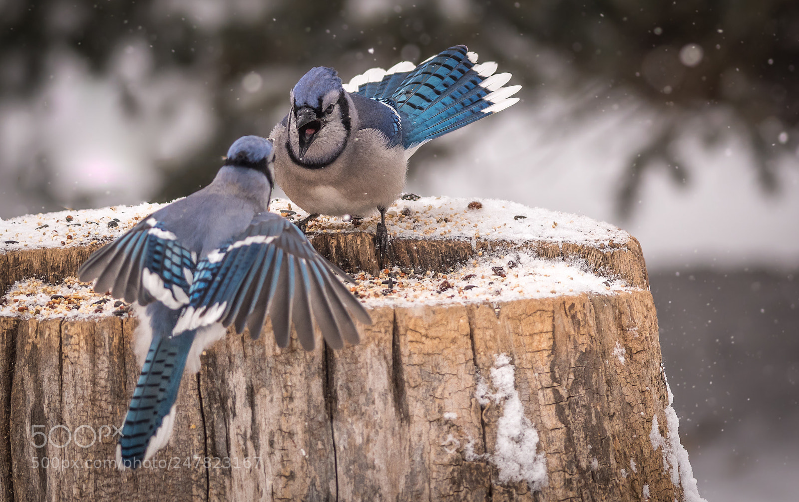 Nikon D500 sample photo. Fighting blue jays photography