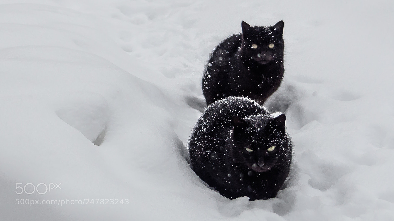 Olympus OM-D E-M10 II sample photo. Blizzard photography