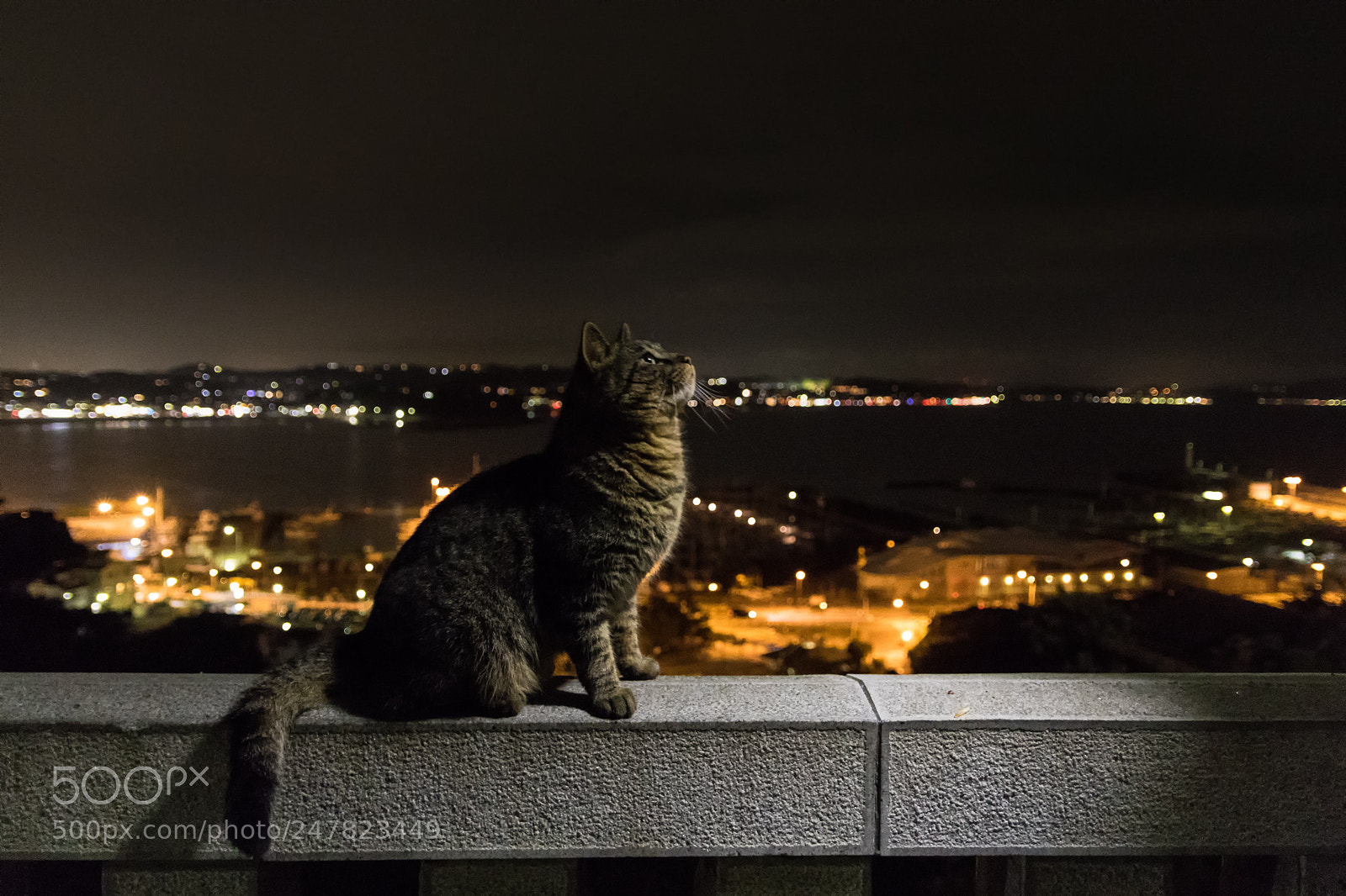 Canon EOS 7D Mark II sample photo. Thoughts for tomorrow photography