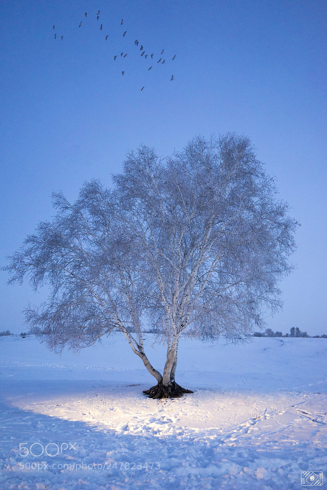 Sony a7 II sample photo. Tree photography