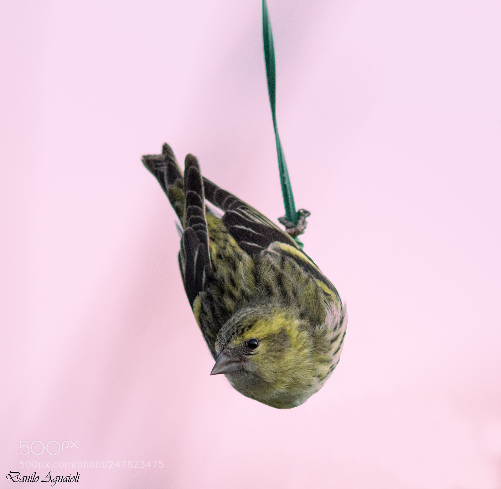 Canon EOS 7D Mark II sample photo. Quando si dice appesi photography