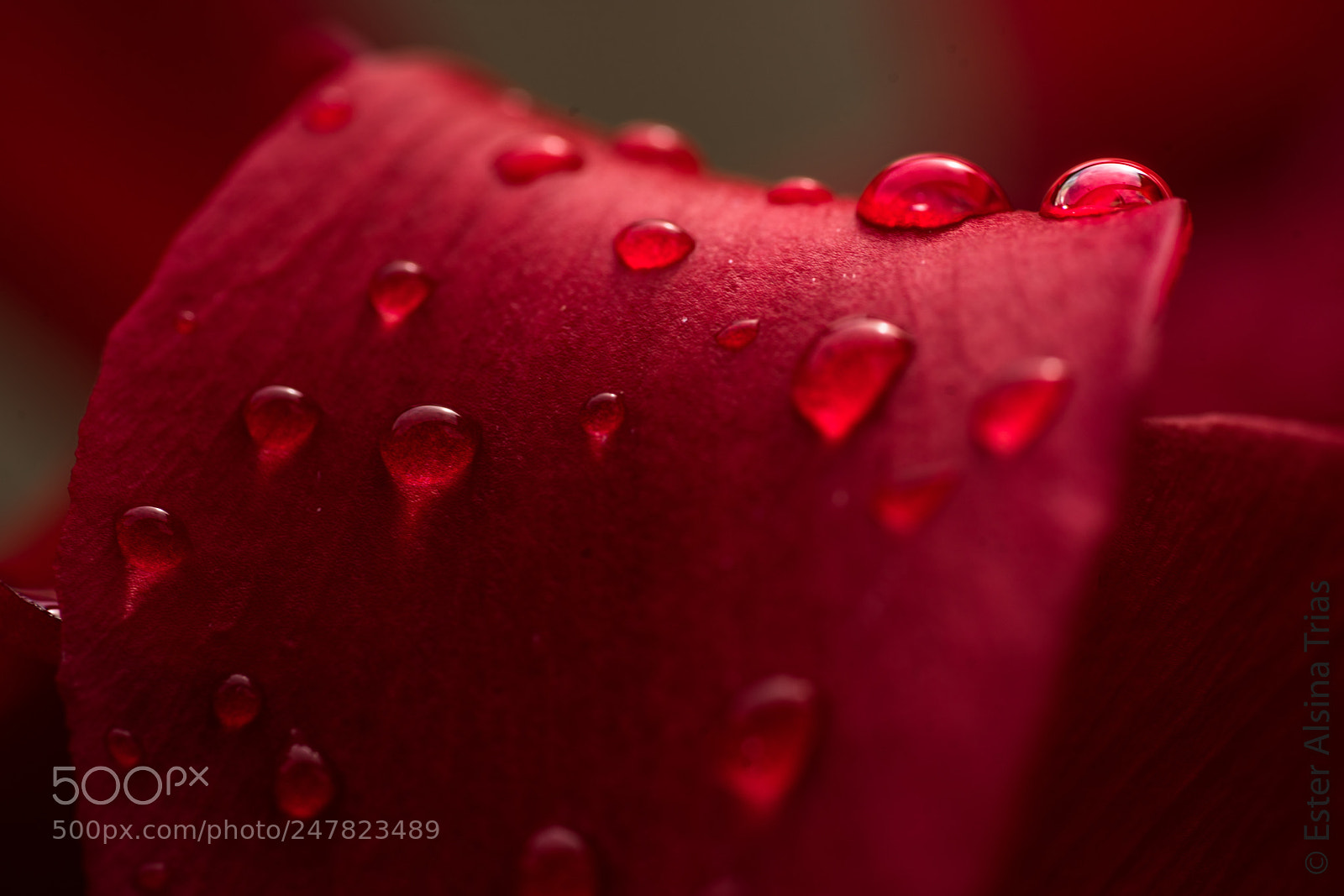Sony a7R II sample photo. Petalo con gotas photography