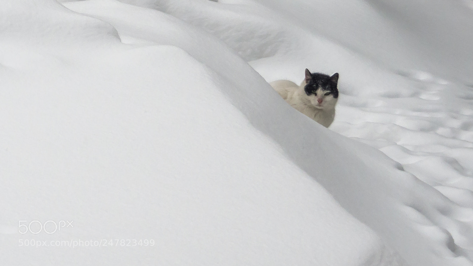 Olympus OM-D E-M10 II sample photo. Hidden in the snow photography