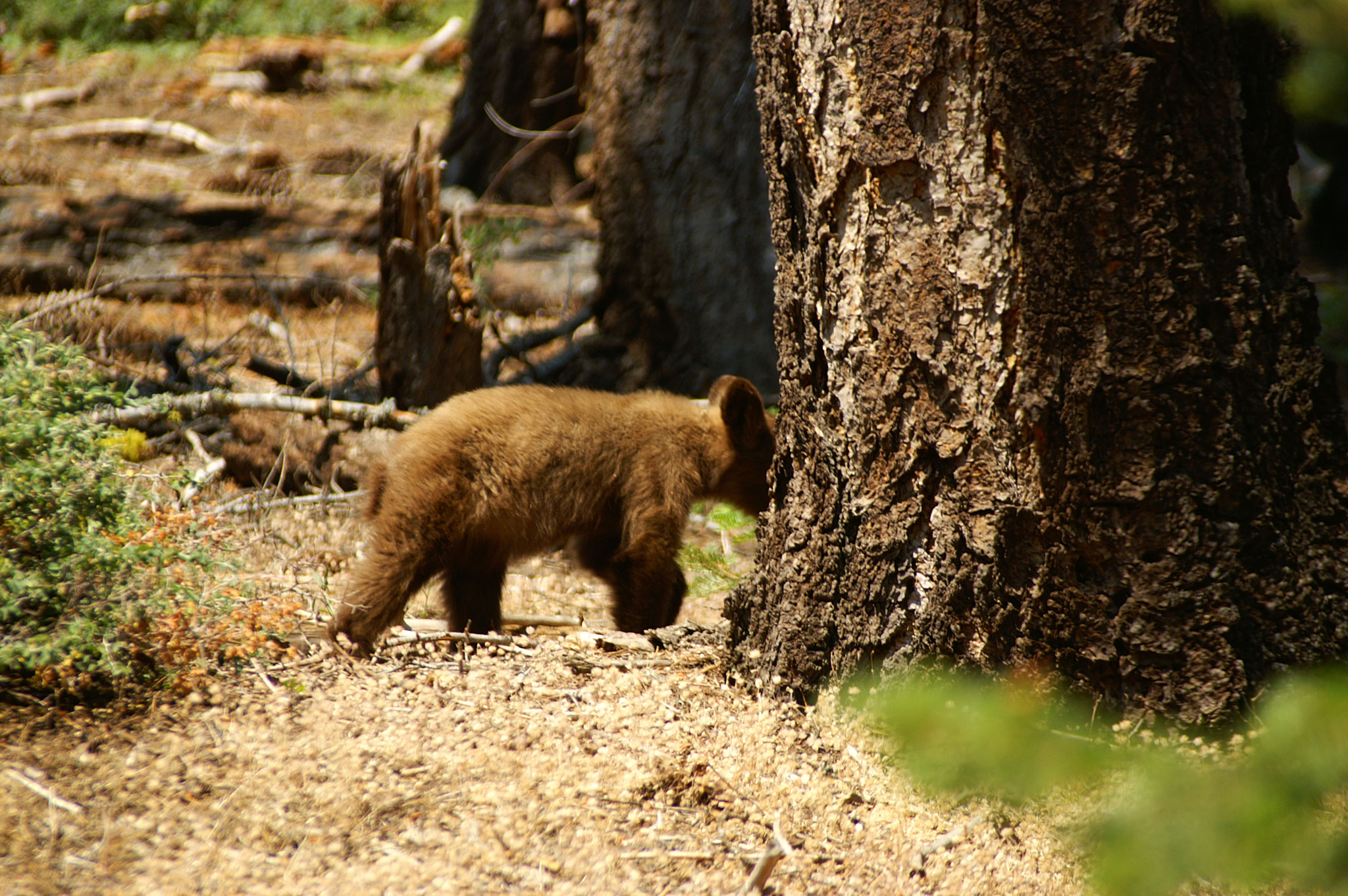 KONICA MINOLTA MAXXUM 7D sample photo. Sequoia bear photography