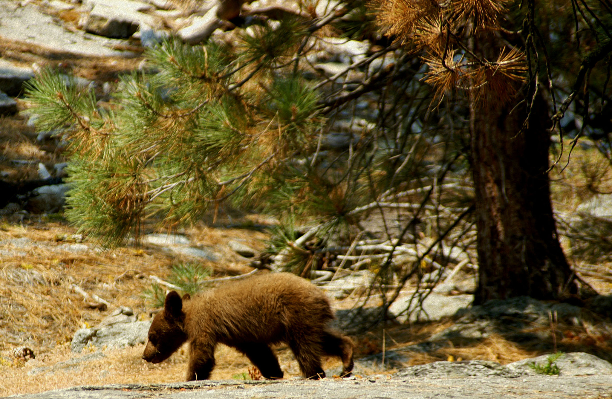 KONICA MINOLTA MAXXUM 7D sample photo. Sequoia bear photography