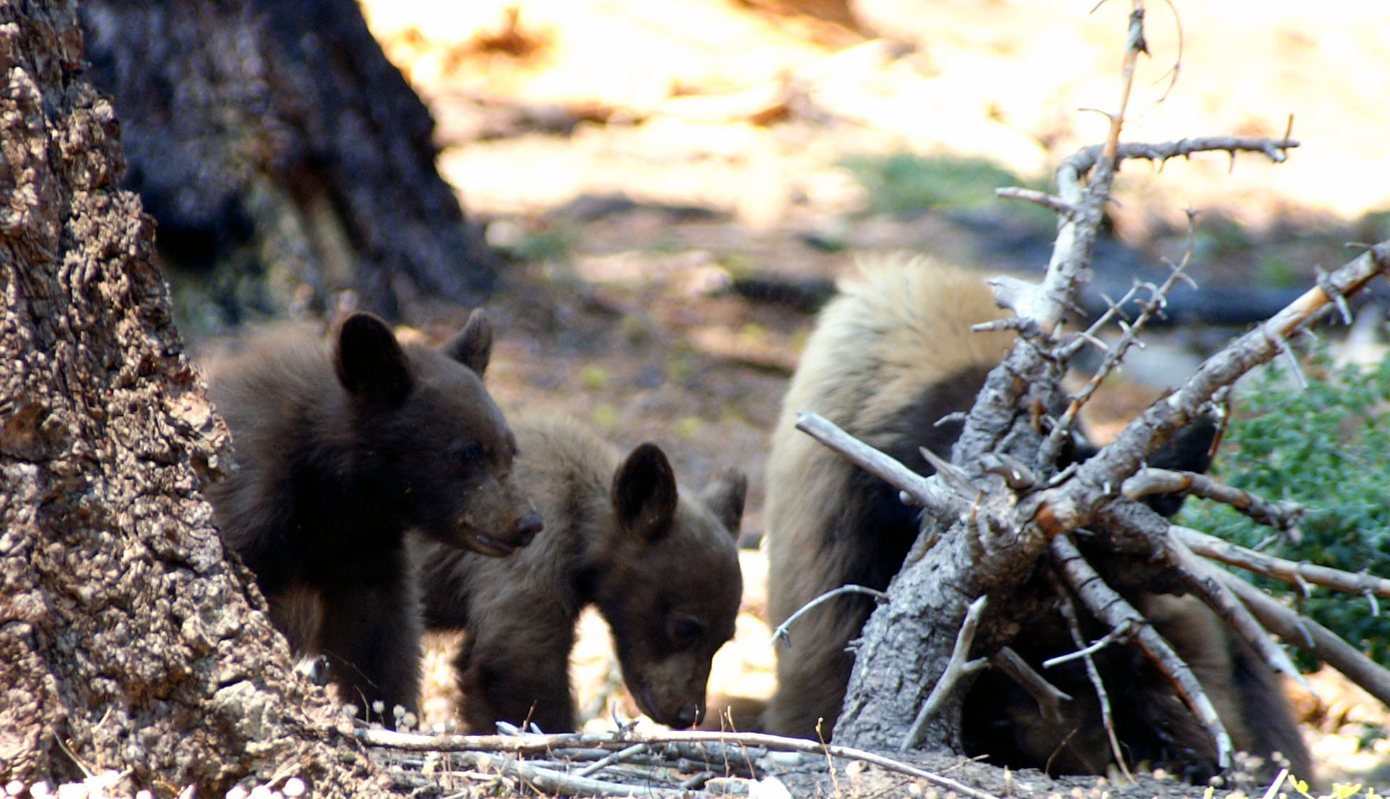 KONICA MINOLTA MAXXUM 7D sample photo. Sequoia bear photography