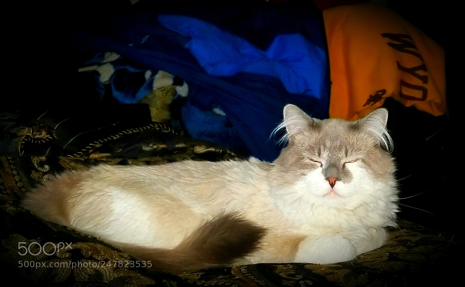 Samsung Galaxy S8+ sample photo. Cat 3 photography