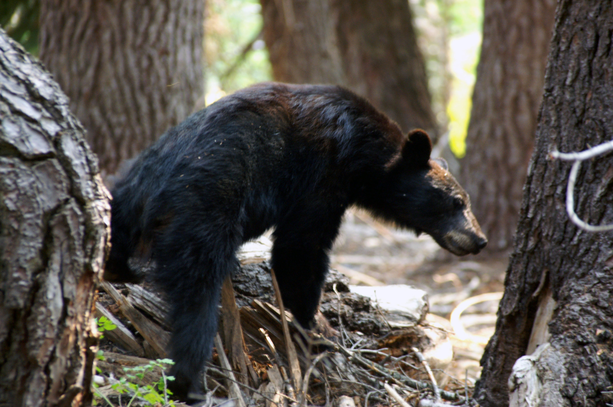 KONICA MINOLTA MAXXUM 7D sample photo. Sequoia bear photography