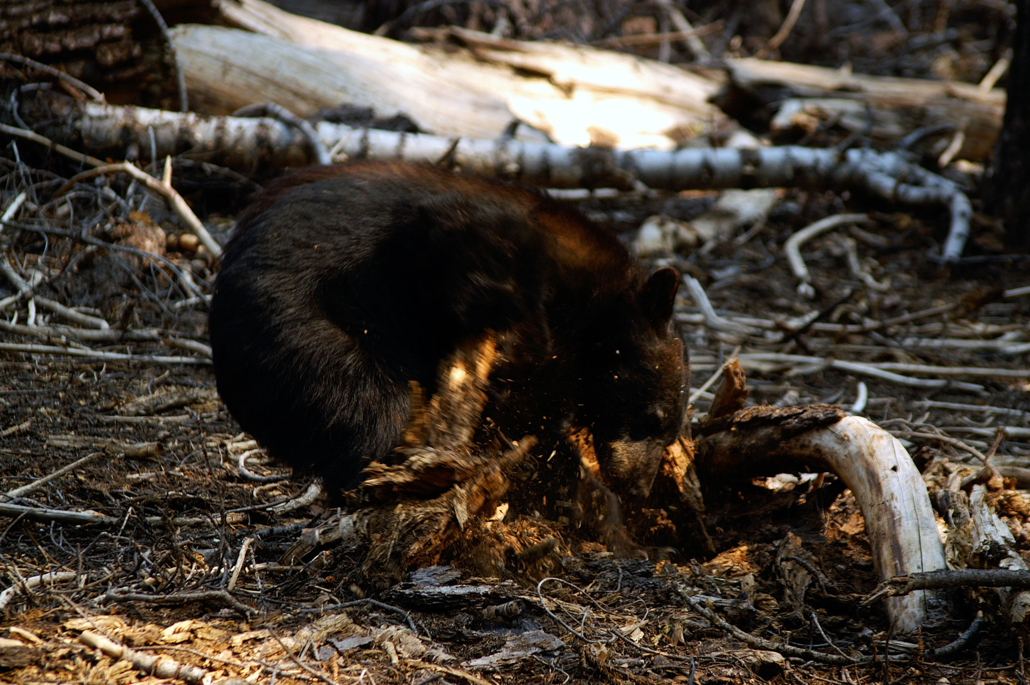 KONICA MINOLTA MAXXUM 7D sample photo. Sequoia bear photography