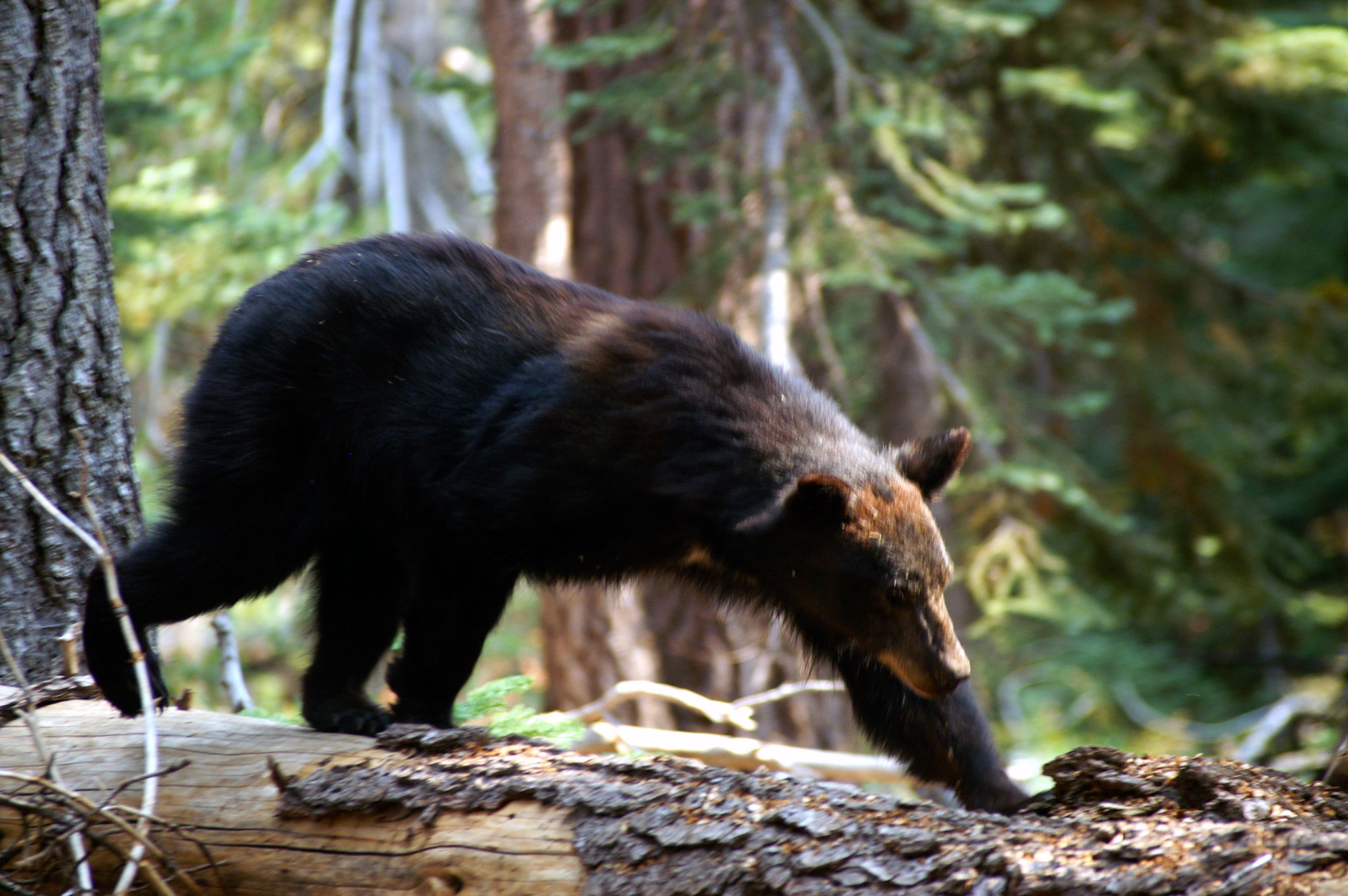 KONICA MINOLTA MAXXUM 7D sample photo. Sequoia bear photography