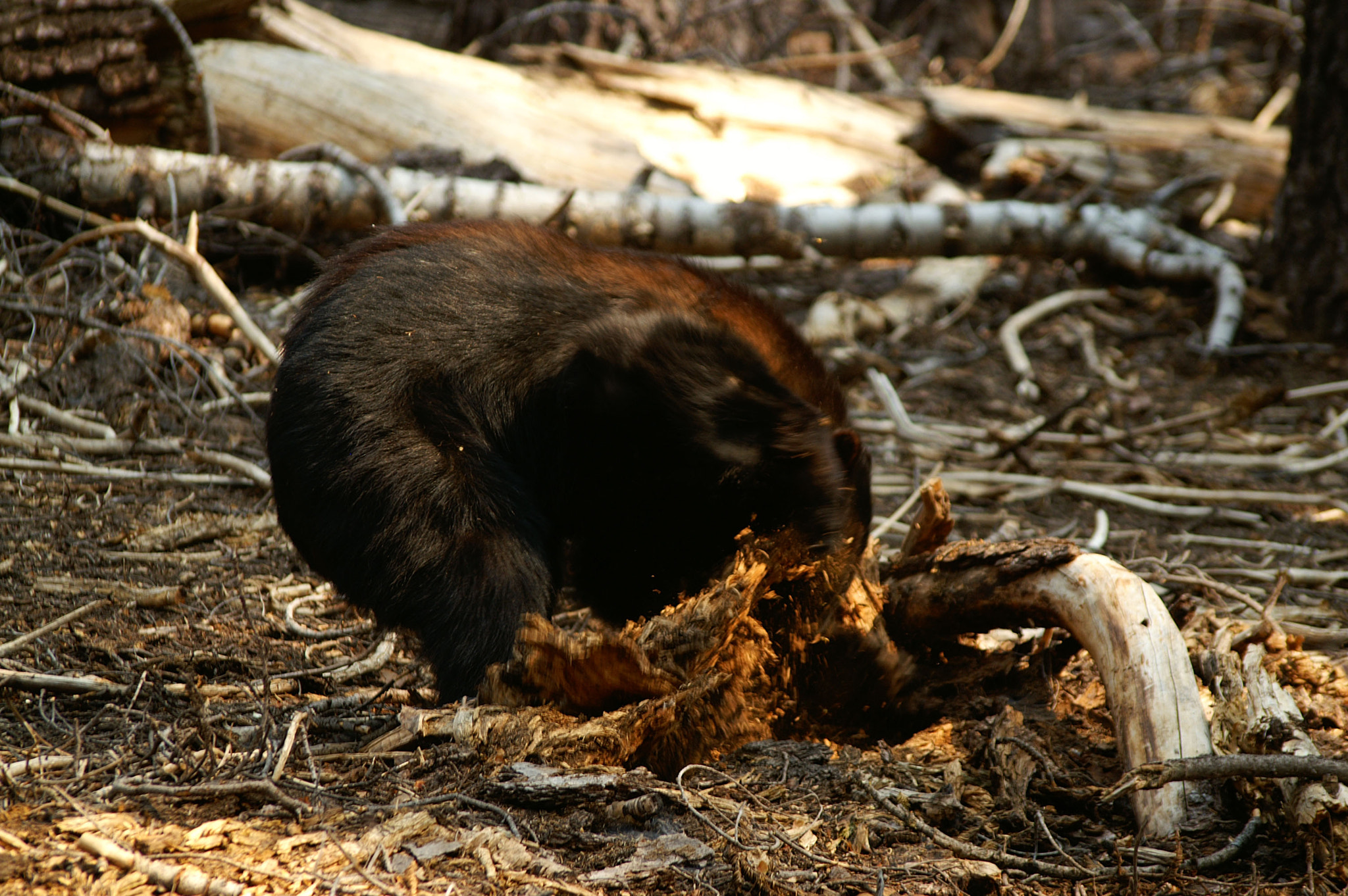 KONICA MINOLTA MAXXUM 7D sample photo. Sequoia bear photography