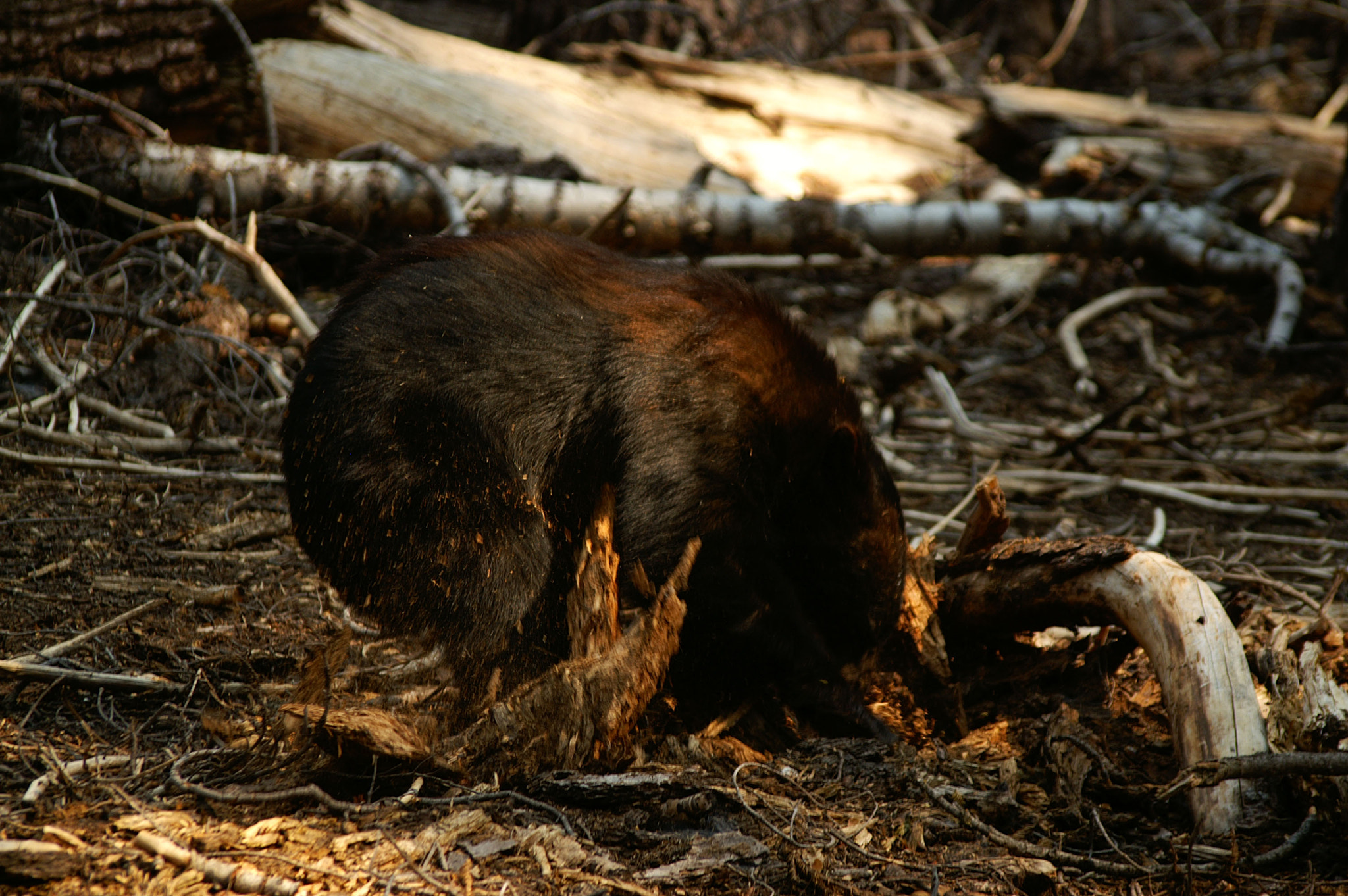 KONICA MINOLTA MAXXUM 7D sample photo. Sequoia bear photography