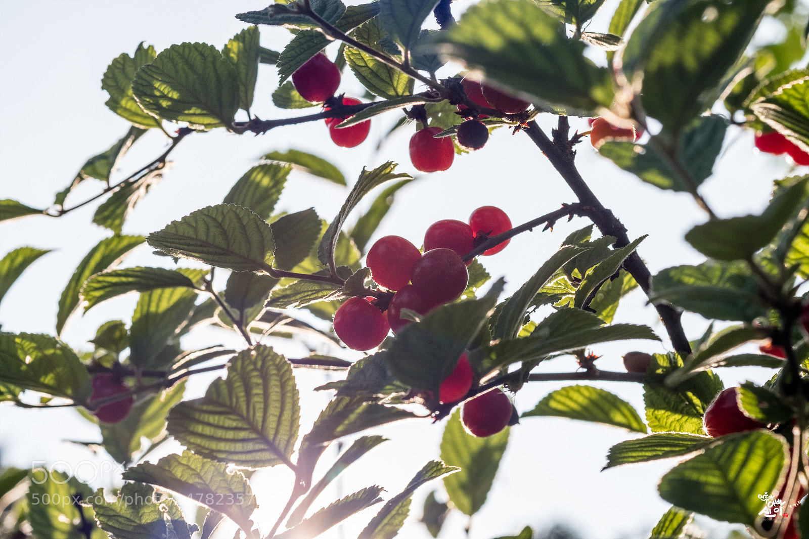 Fujifilm X-T2 sample photo. Downy cherry  photography