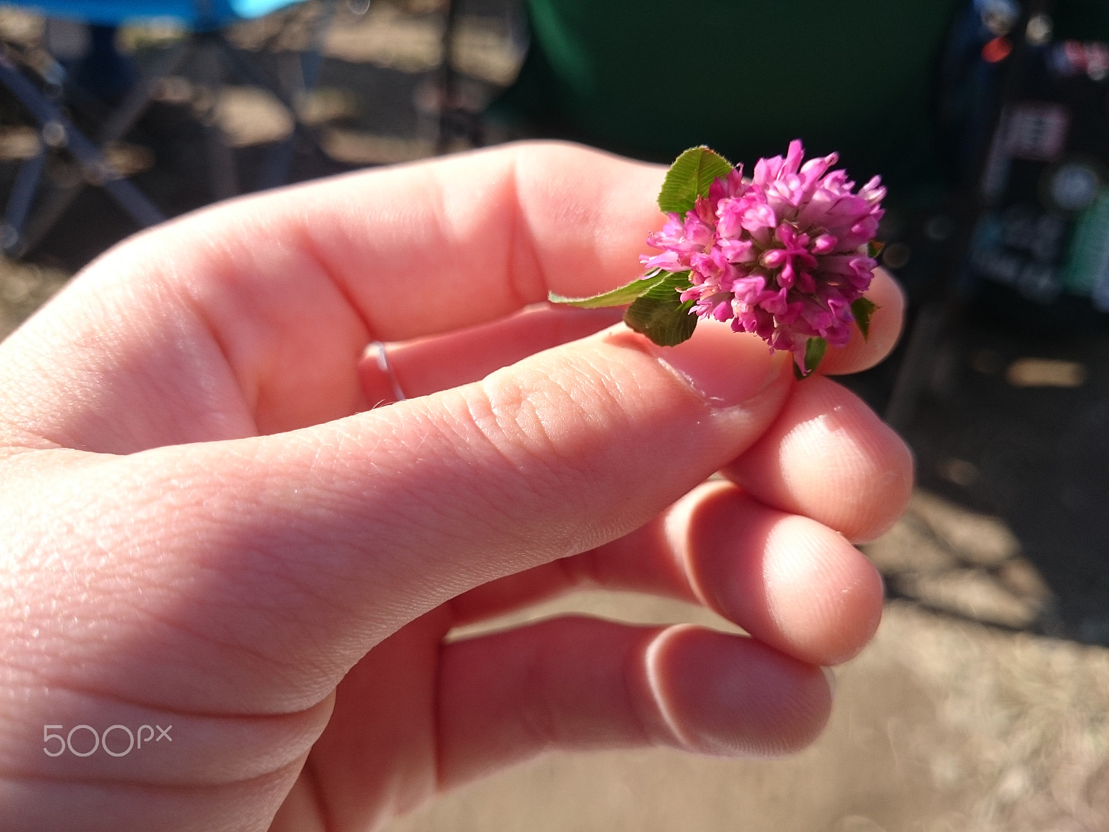 Sony Xperia Z1 Compact sample photo. Wildflower photography