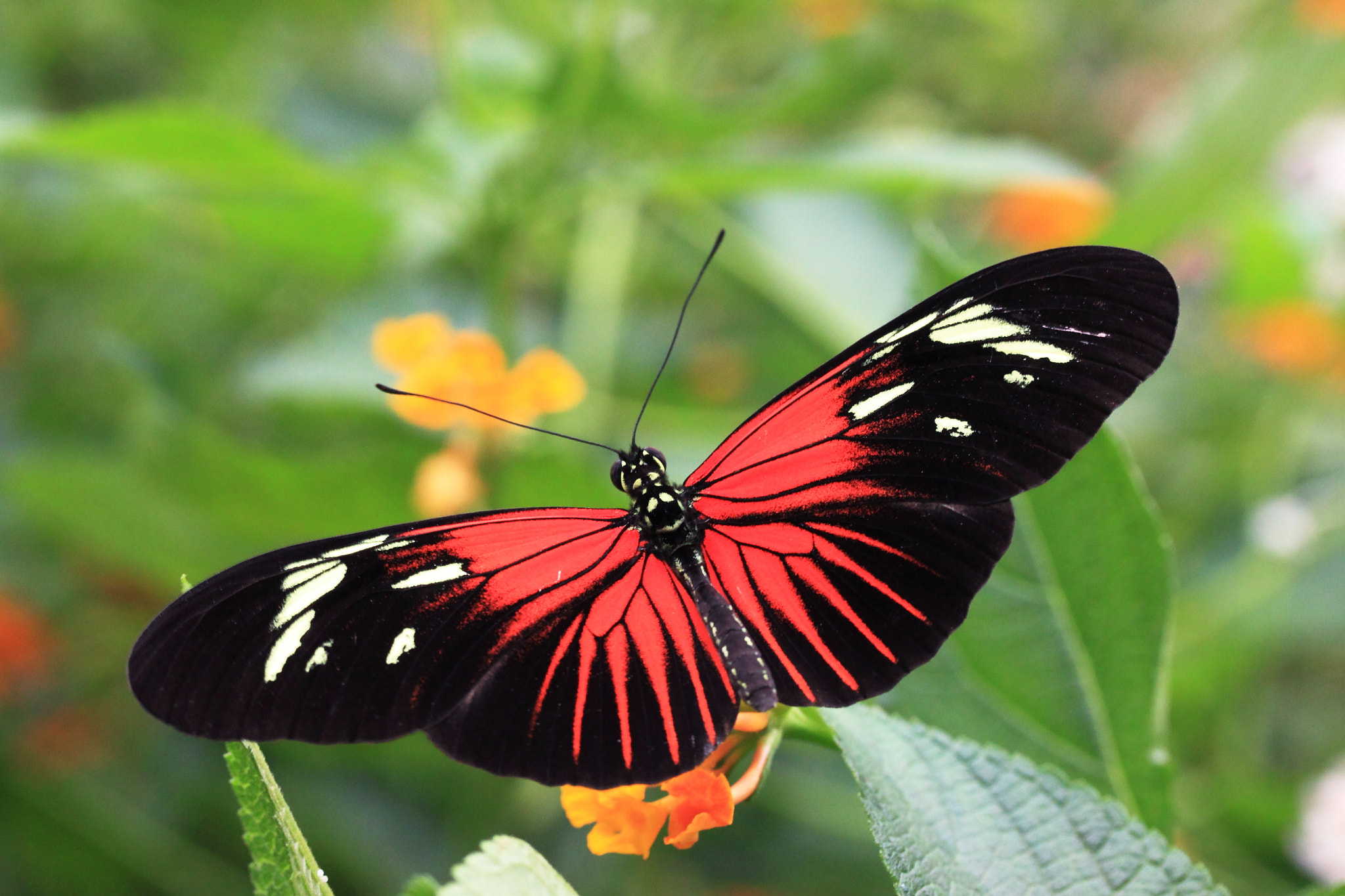 Canon EF-S 60mm F2.8 Macro USM sample photo. Butterfly exotique 3 photography