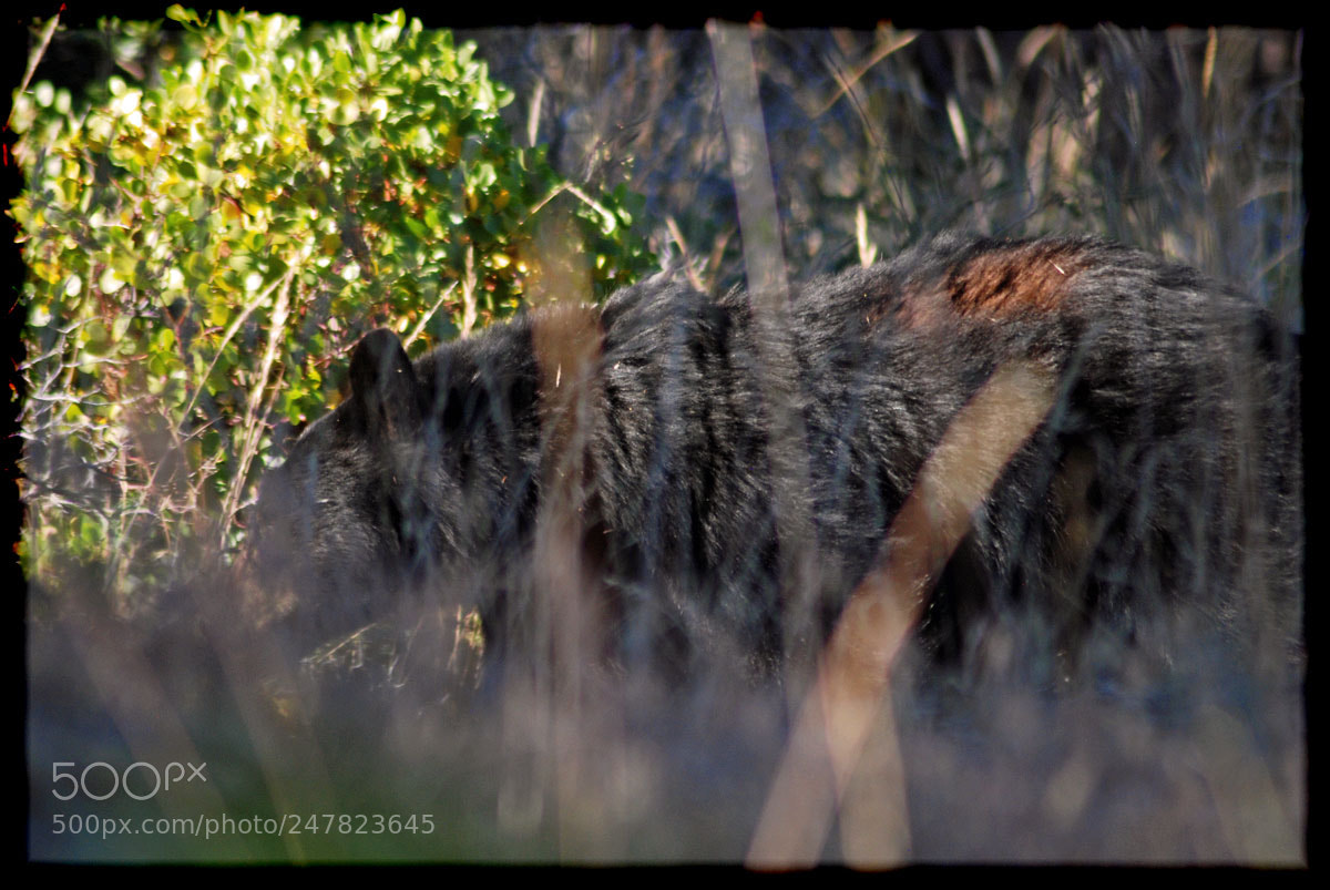 Nikon D80 sample photo. Sequoia bear photography