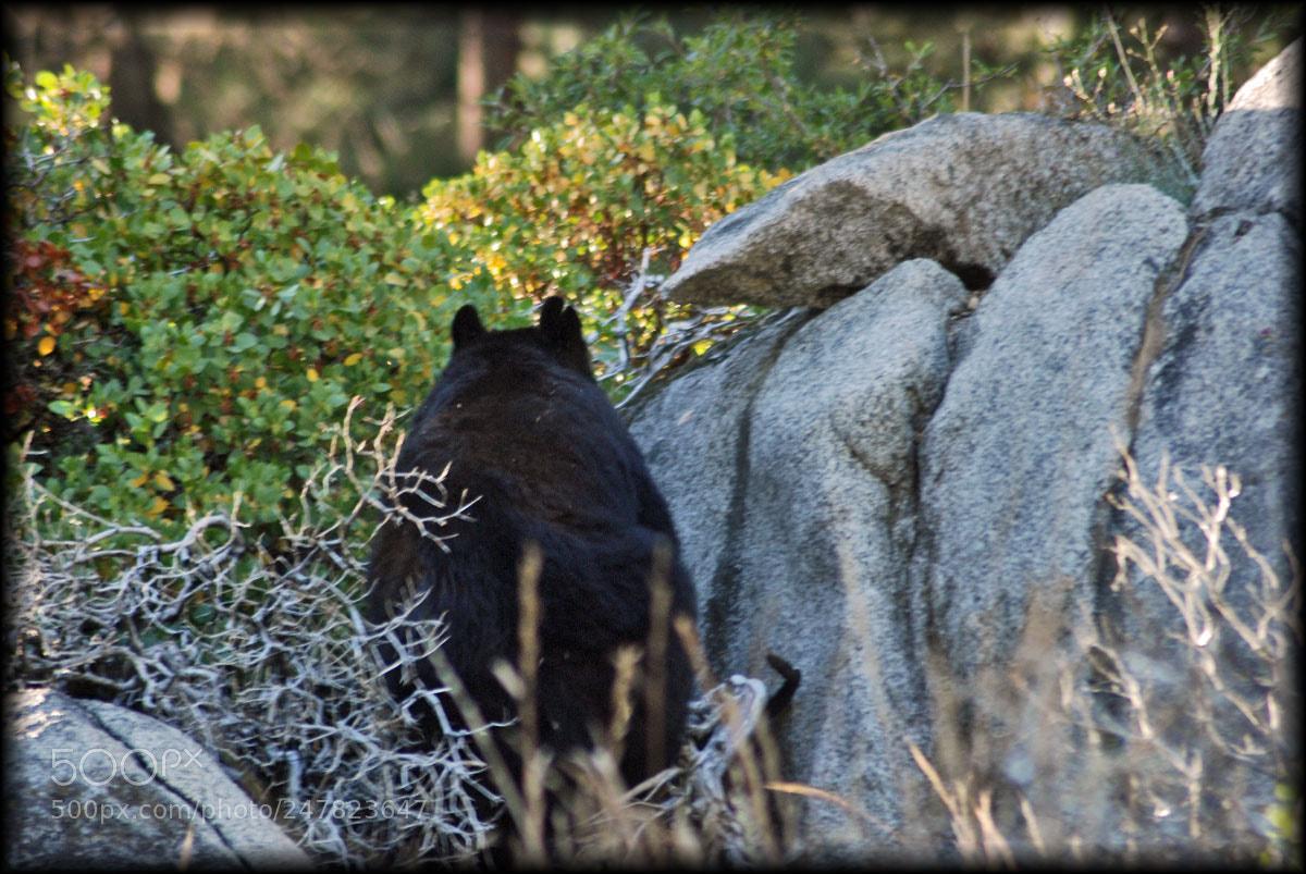 Nikon D80 sample photo. Sequoia bear photography