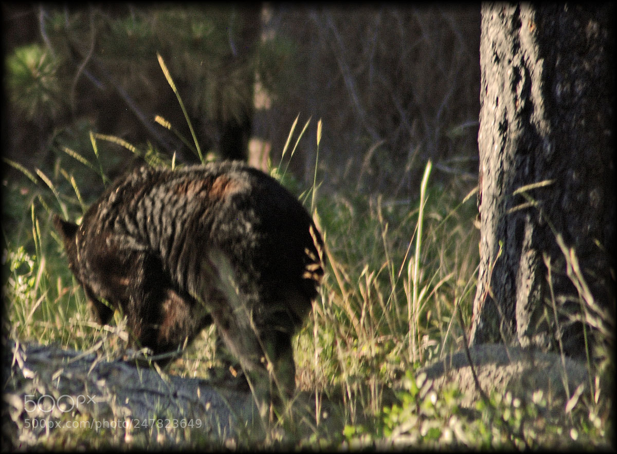 Nikon D80 sample photo. Sequoia bear photography