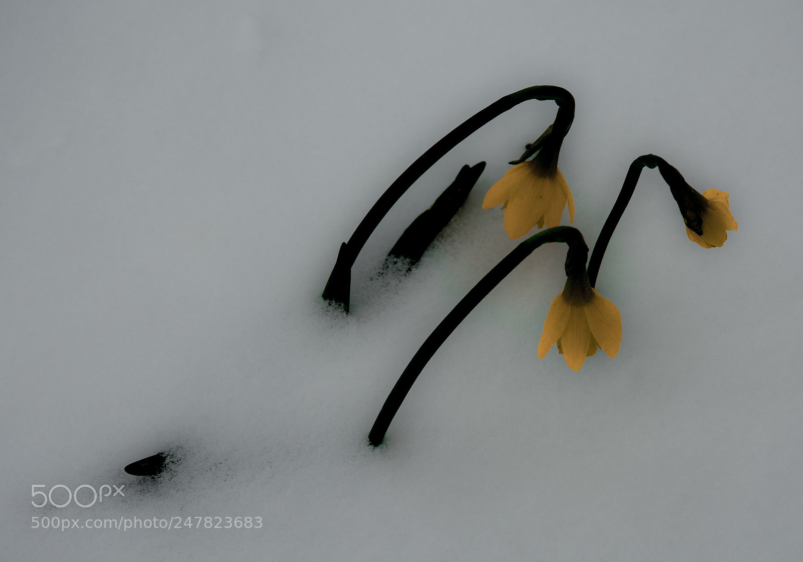 Nikon D7100 sample photo. Yellow flowers photography