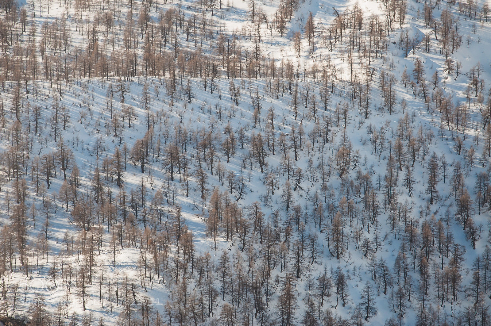 Nikon D90 sample photo. Texture tree photography
