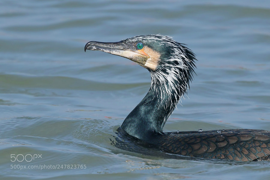 Canon EOS 7D Mark II sample photo. Cormorant photography