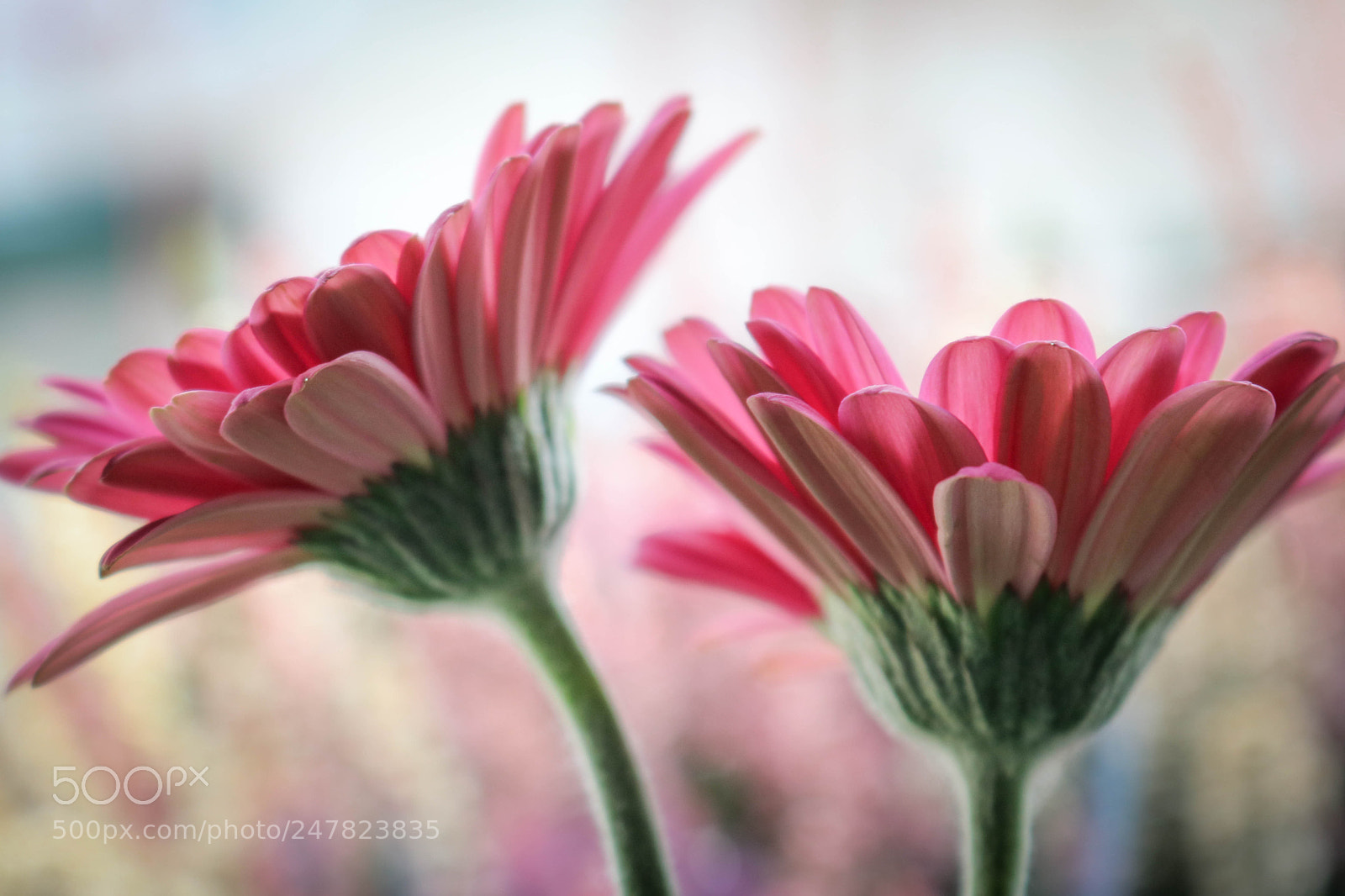 Canon EOS 750D (EOS Rebel T6i / EOS Kiss X8i) sample photo. Ein bisschen fr hling photography