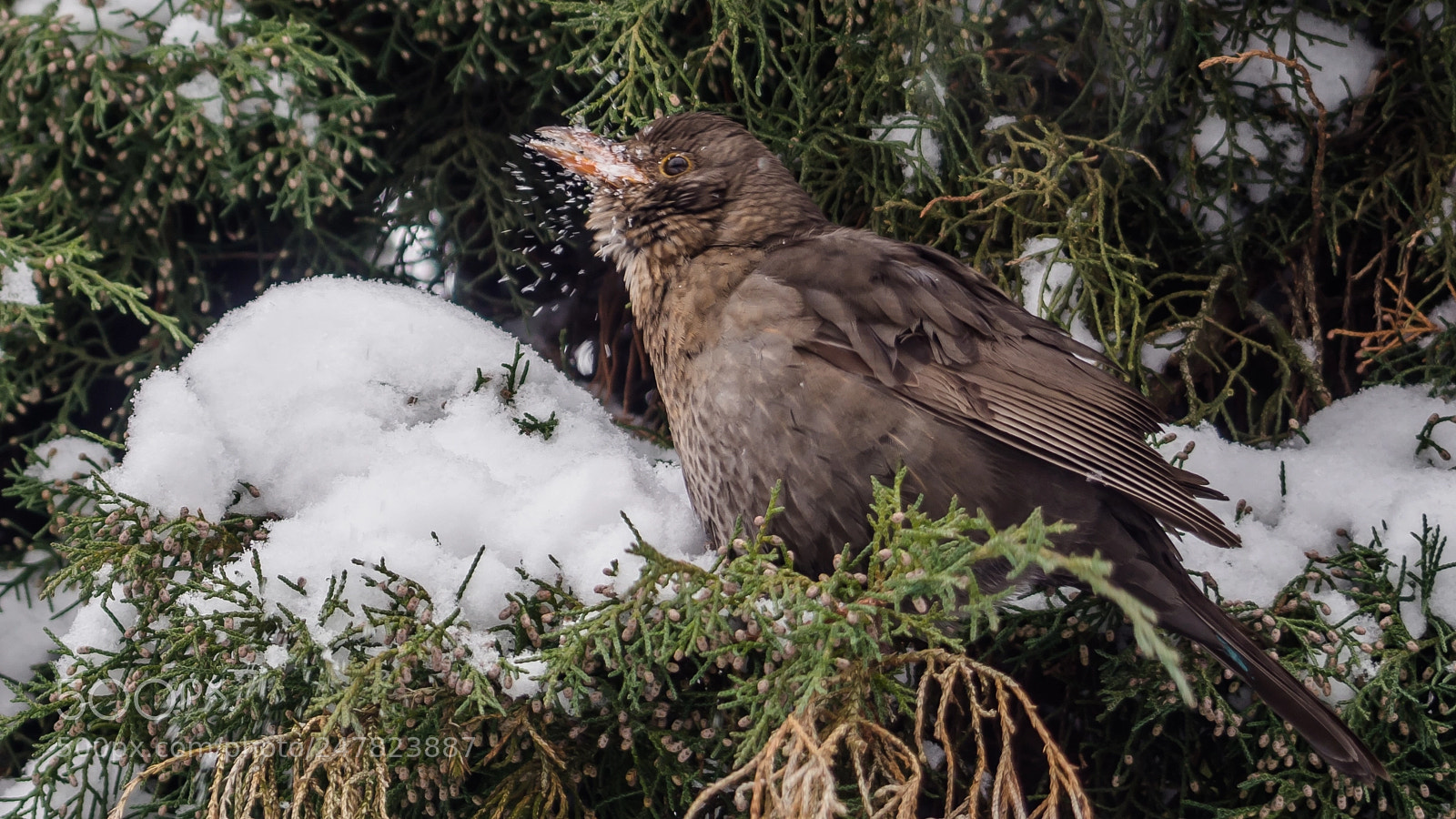 Olympus OM-D E-M10 II sample photo. Playing in the snow photography