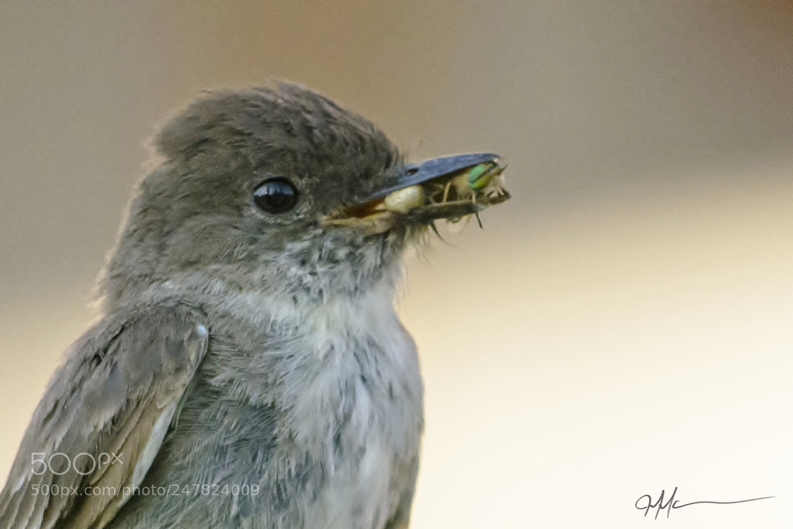 Nikon D5200 sample photo. Mouthfull photography