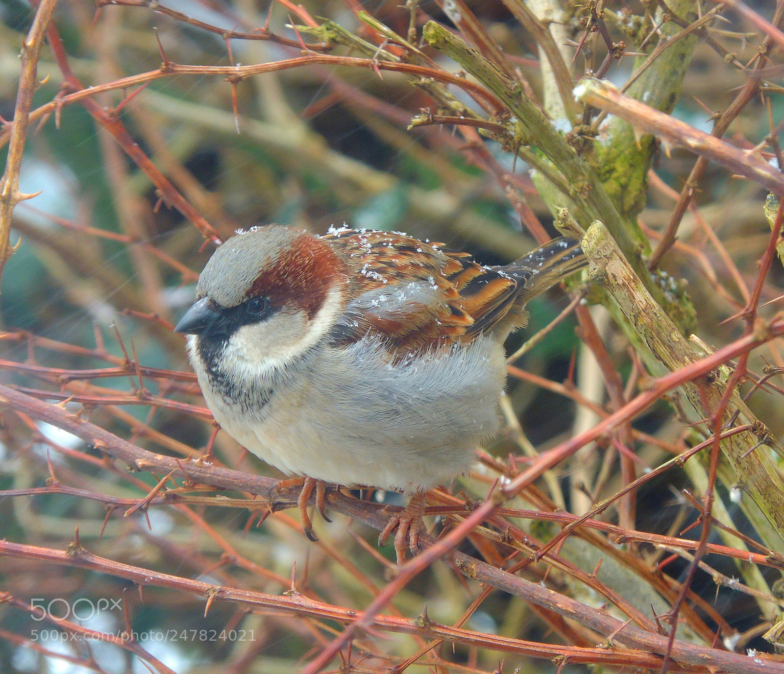 Nikon Coolpix P510 sample photo. Another bird in the photography
