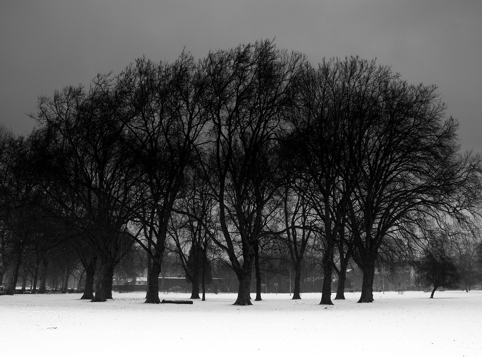 Nikon D7100 sample photo. Circle of trees photography