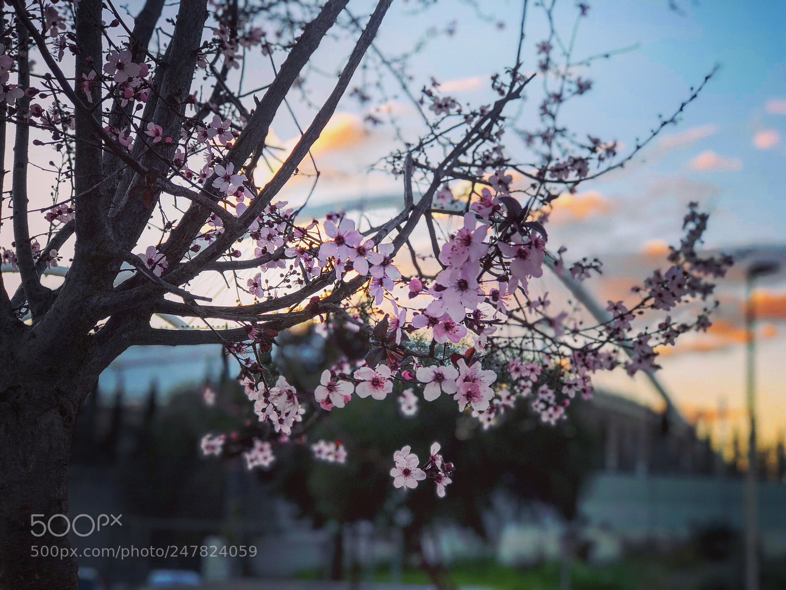 Apple iPhone 8 Plus sample photo. Spring is coming... photography